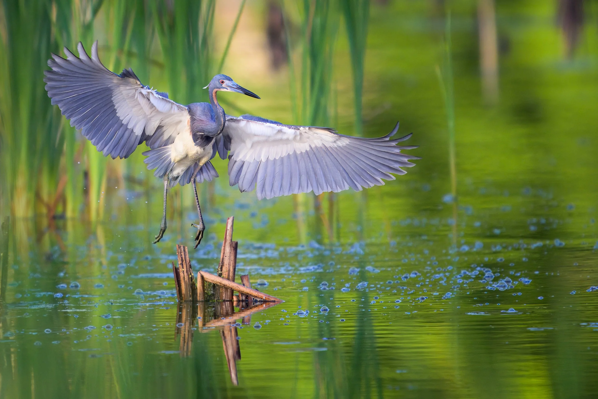 A tri colored heron lands on a branch that is poking through the water.