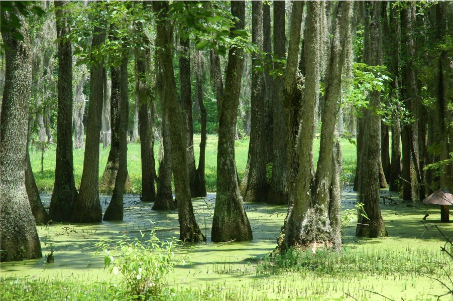 Swamp garden