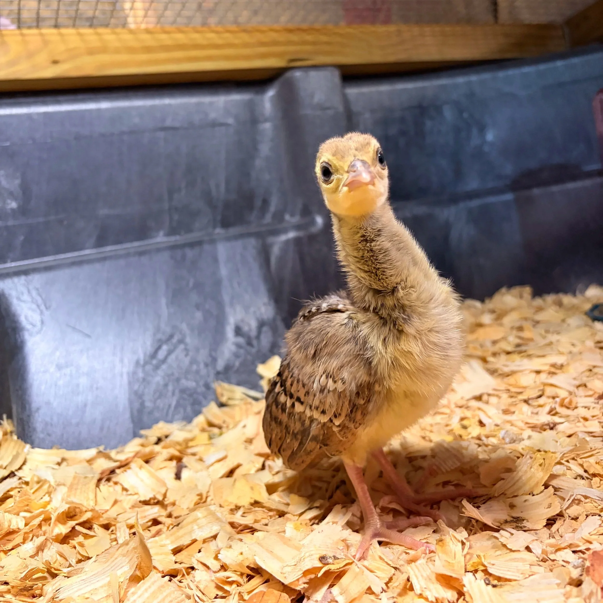 Baby peachicks at Magnolia Plantation & Gardens in Charleston, SC