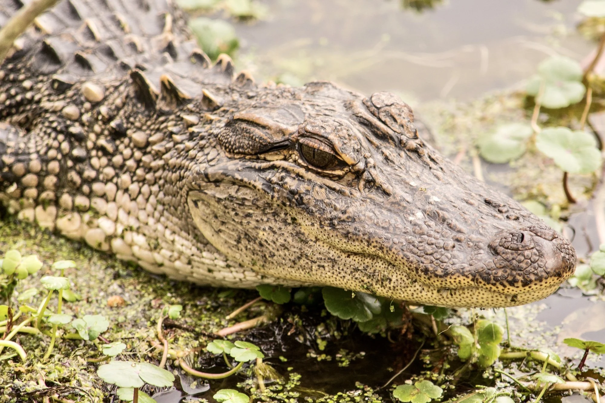 Alligator at Magnolia Plantation & Gardens