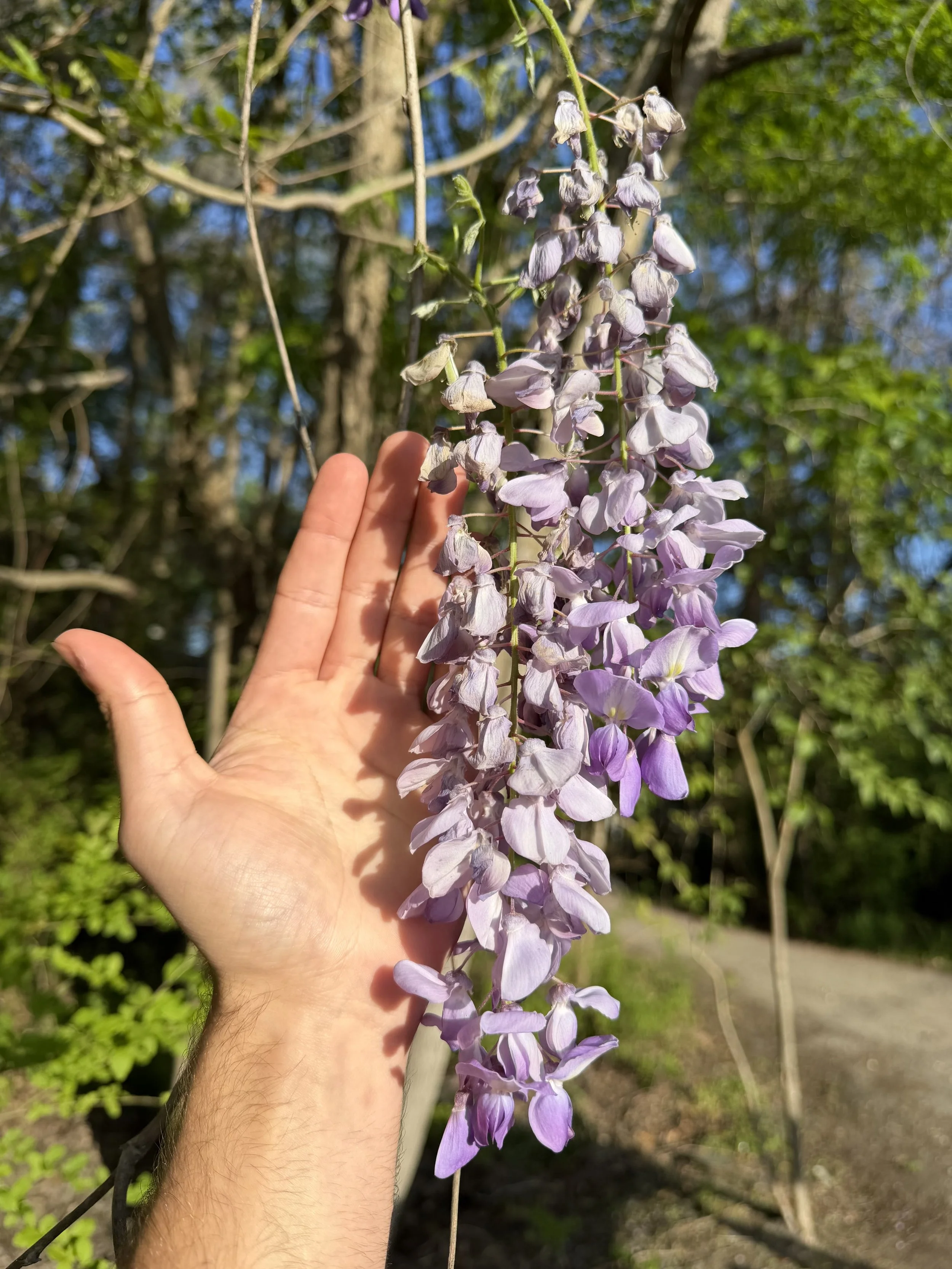 Invasive Wisteria at Magnolia Plantation & Gardens