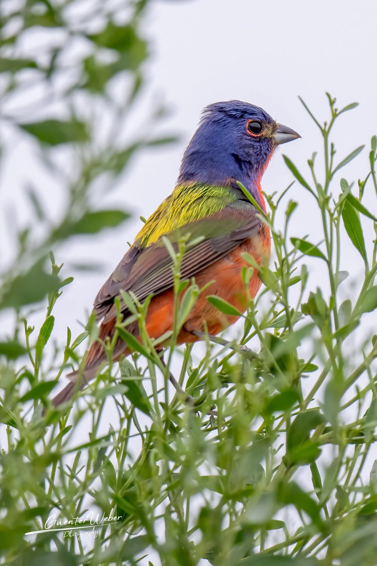 A Bird’s Eye View: Thank You, Holy City Birding