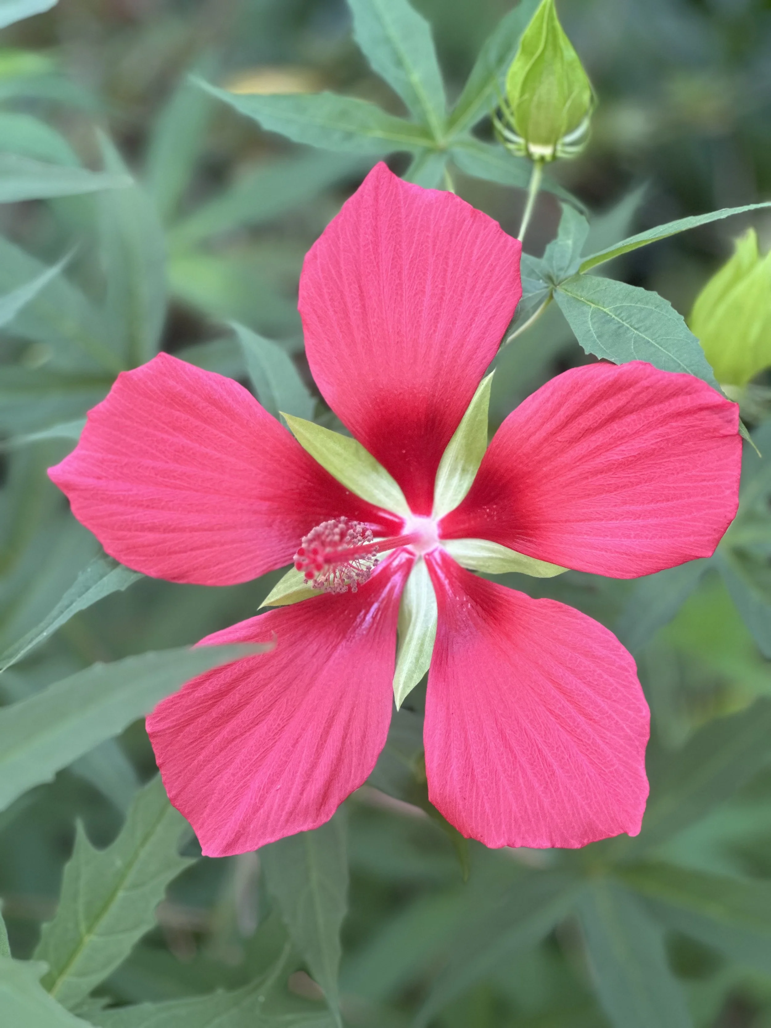 Grow Wild at Magnolia’s Spring Plant Sale