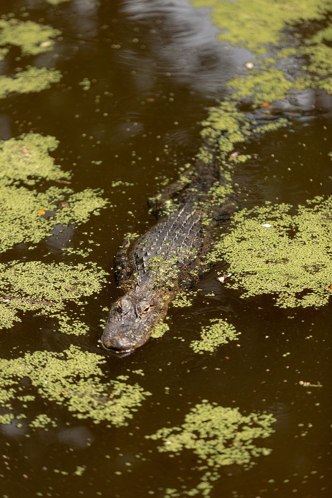 An alligator swiming through a pond covered in duckweed