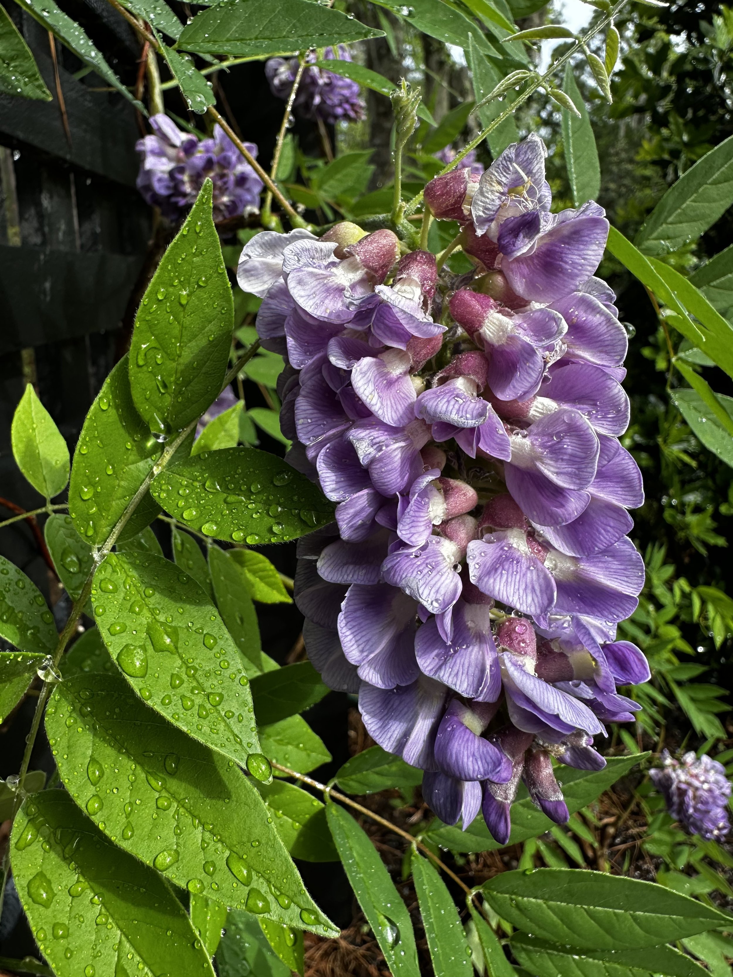 Is Charleston’s Wisteria Invasive? How to Spot the Difference at Magnolia Plantation &amp; Gardens