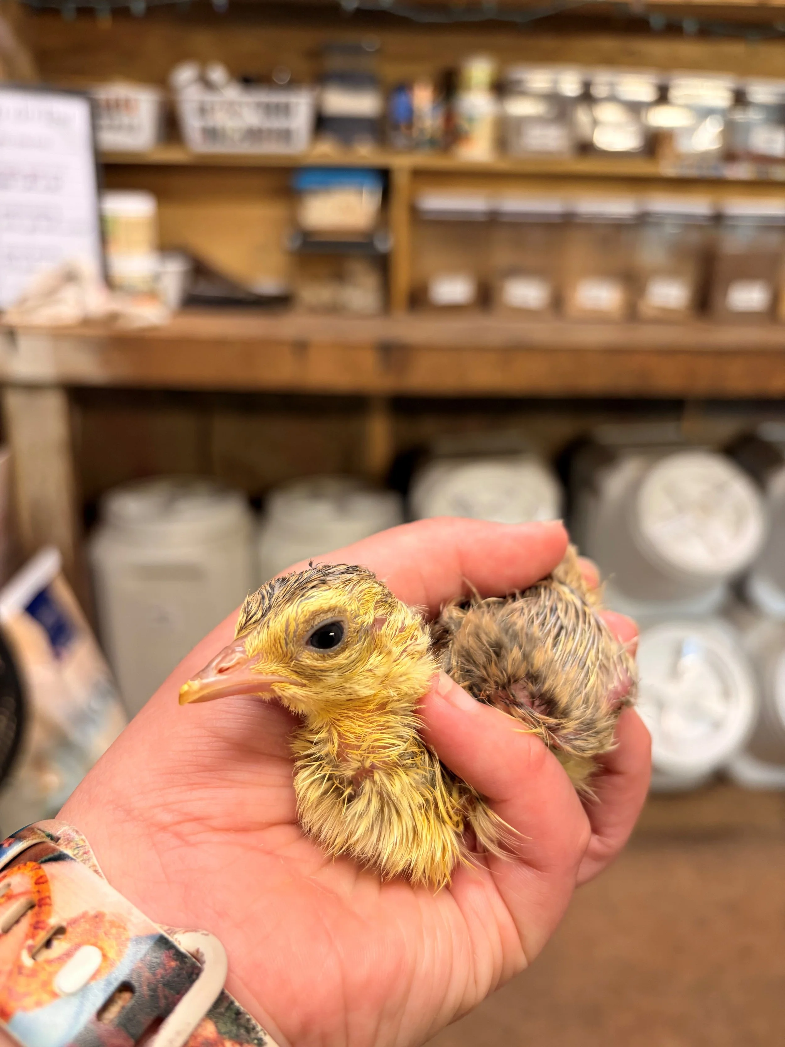 Exciting News from the Nest: Our Baby Peacocks Have Hatched!