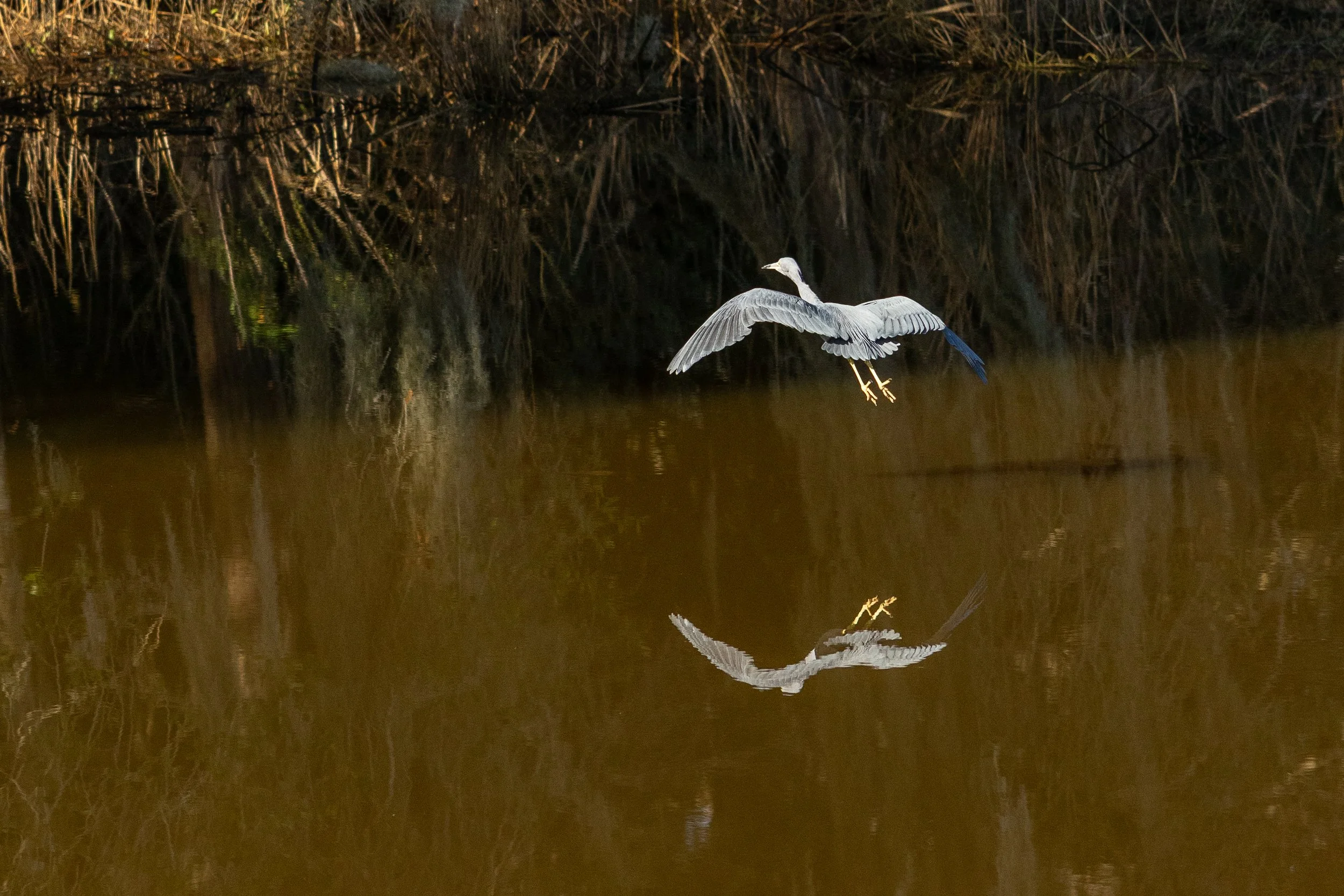 Wildlife at Magnolia Plantation & Gardens