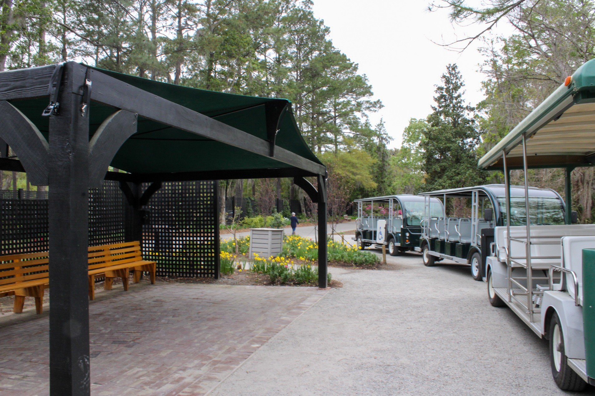 Nature Train Station at Magnolia Plantation & Gardens.  The Nature Train is parked next to it.  Daffodils surround the station.