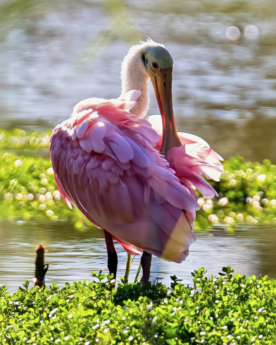Pink in the Swamp: The Rise of the Roseate Spoonbill at Magnolia