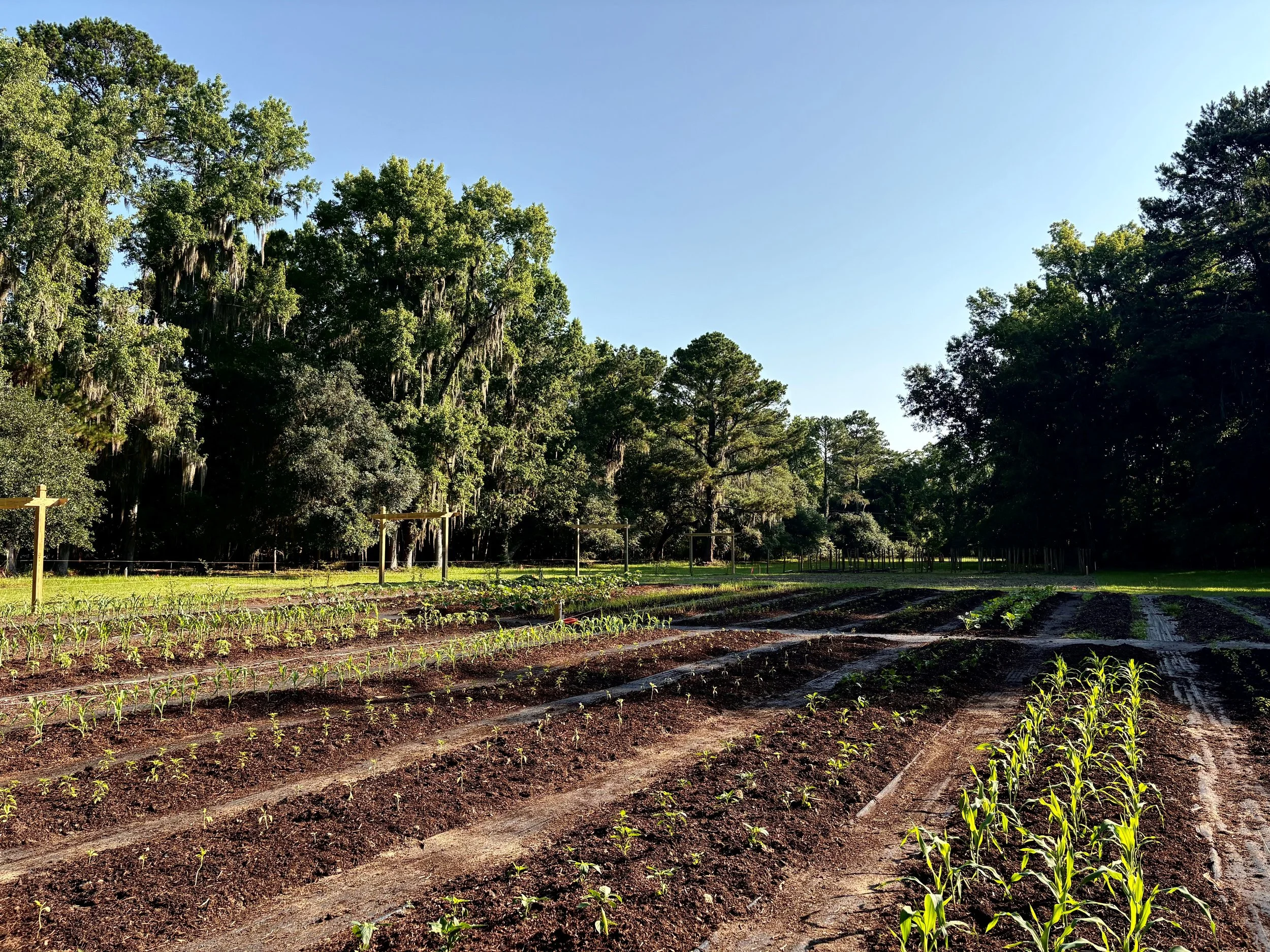 Heritage garden at Magnolia Plantation & Gardens