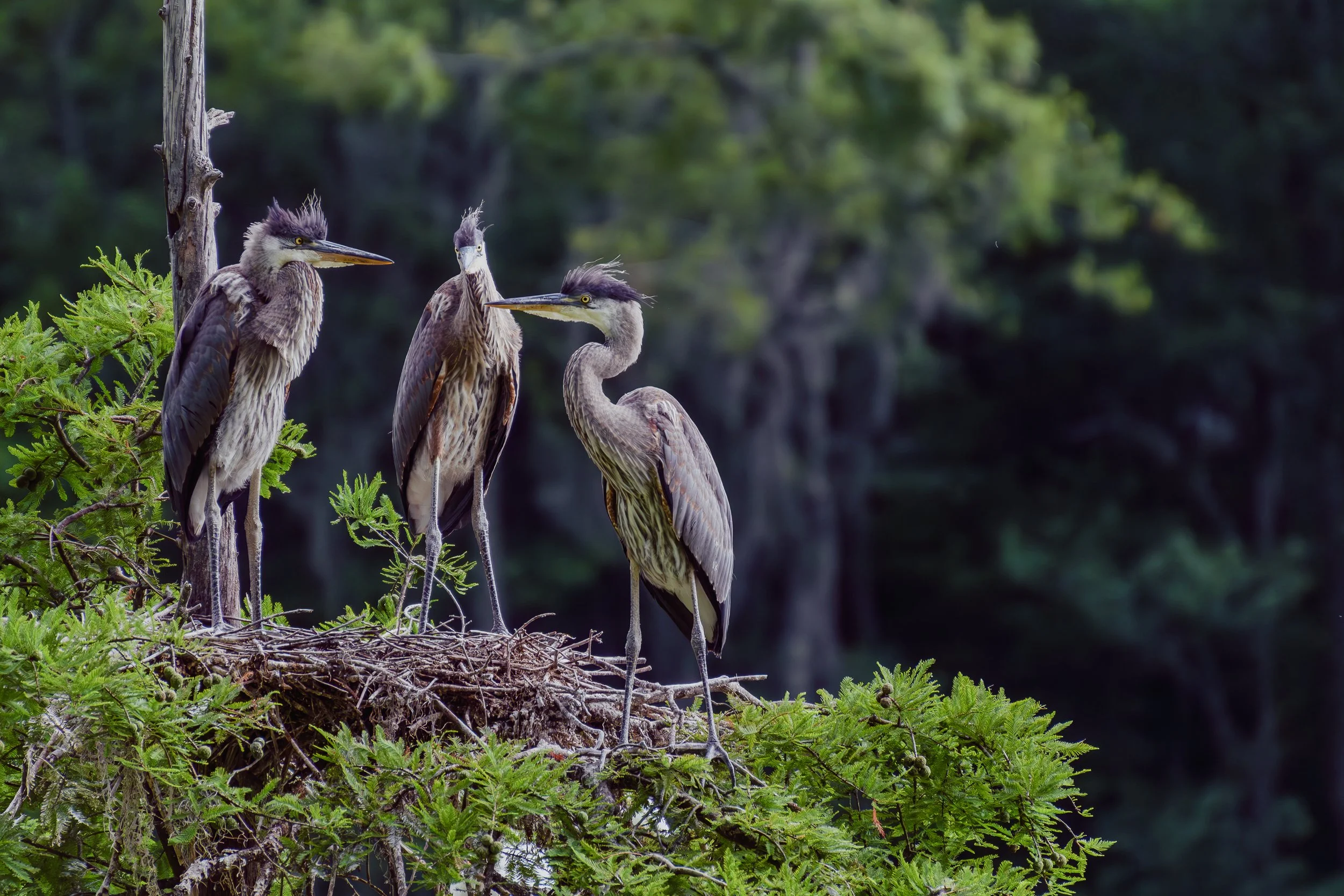 Three great blue herons rest on a nest in the Audubon Swamp Garden