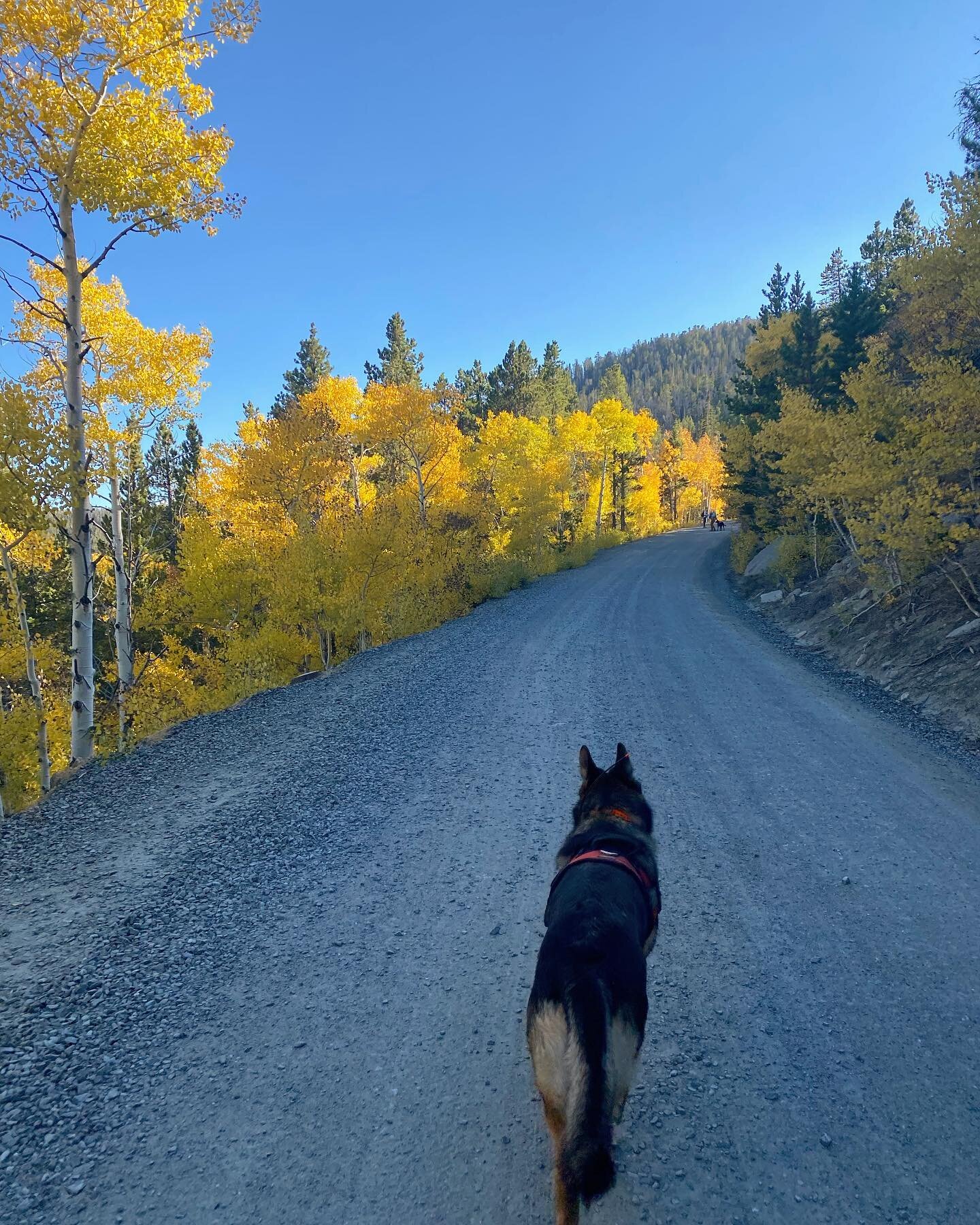 Another day, another search. Beautiful fall colors up in Wyoming as K9 Boone and his handler work their area. 

#searchandrescue #sark9 #germanshepherd #gsd #workinglinegsd #adventure #getoutside #searchdogsofig #puppiesofinstagram #idaho #pnw #wyomi