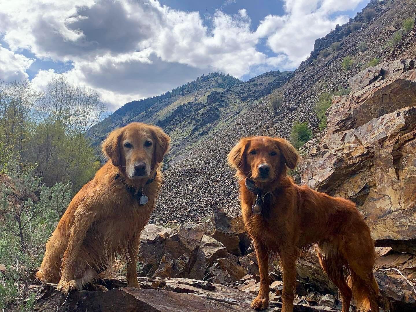 Working Dog Wednesday! 🐾 

Look at these two boys - Otis and Ripley! Both certified (Otis is retired) SAR K9&rsquo;s on our team, they have been on many searches with their handler and enjoy helping the community. 

#goldenretriever #puppiesofinstag