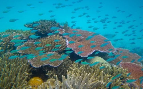 Great Barrier Reef.jpg