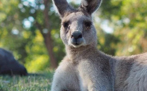 Wild Australia Experience.jpg
