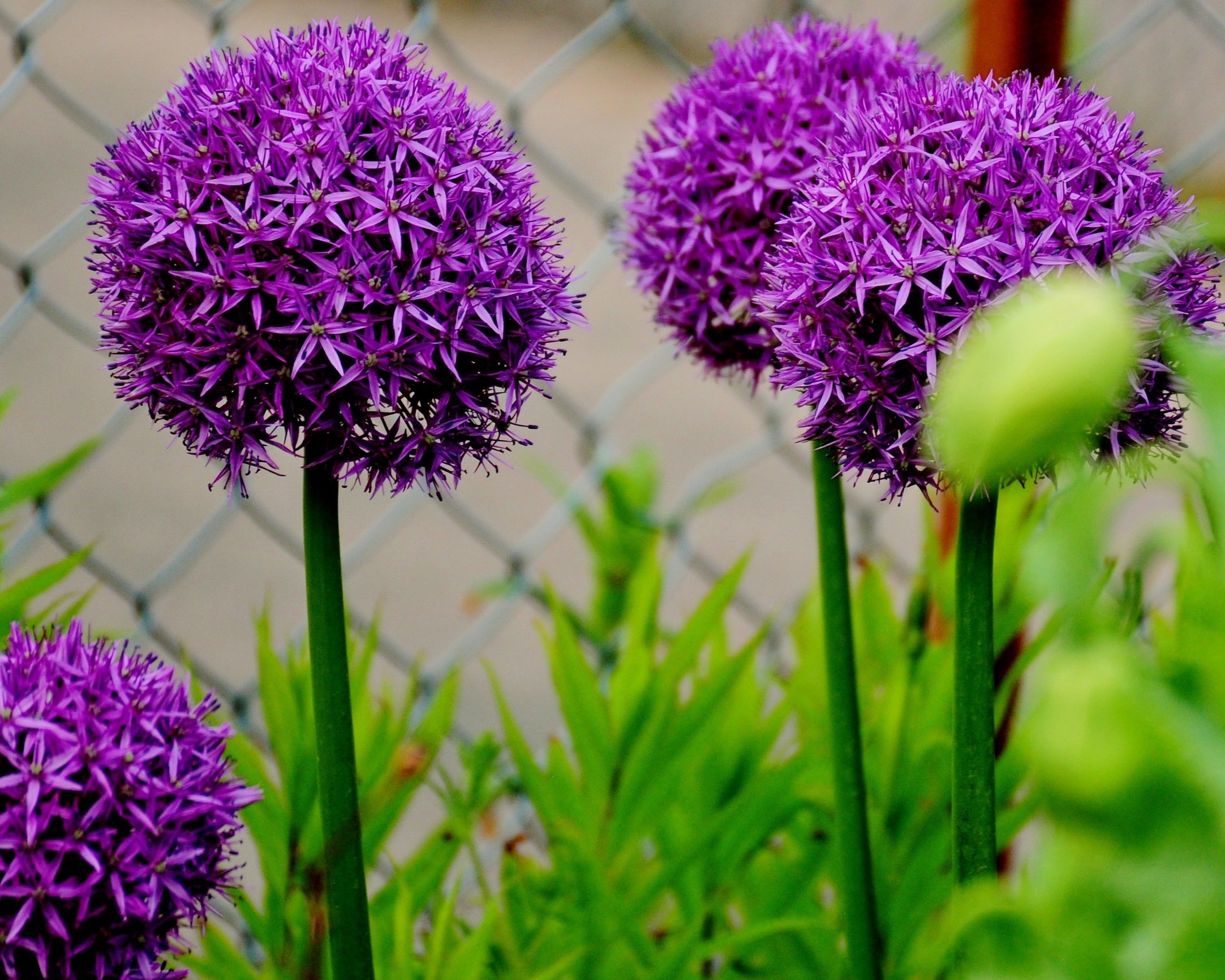 Colors+of+Wimbledon.jpg