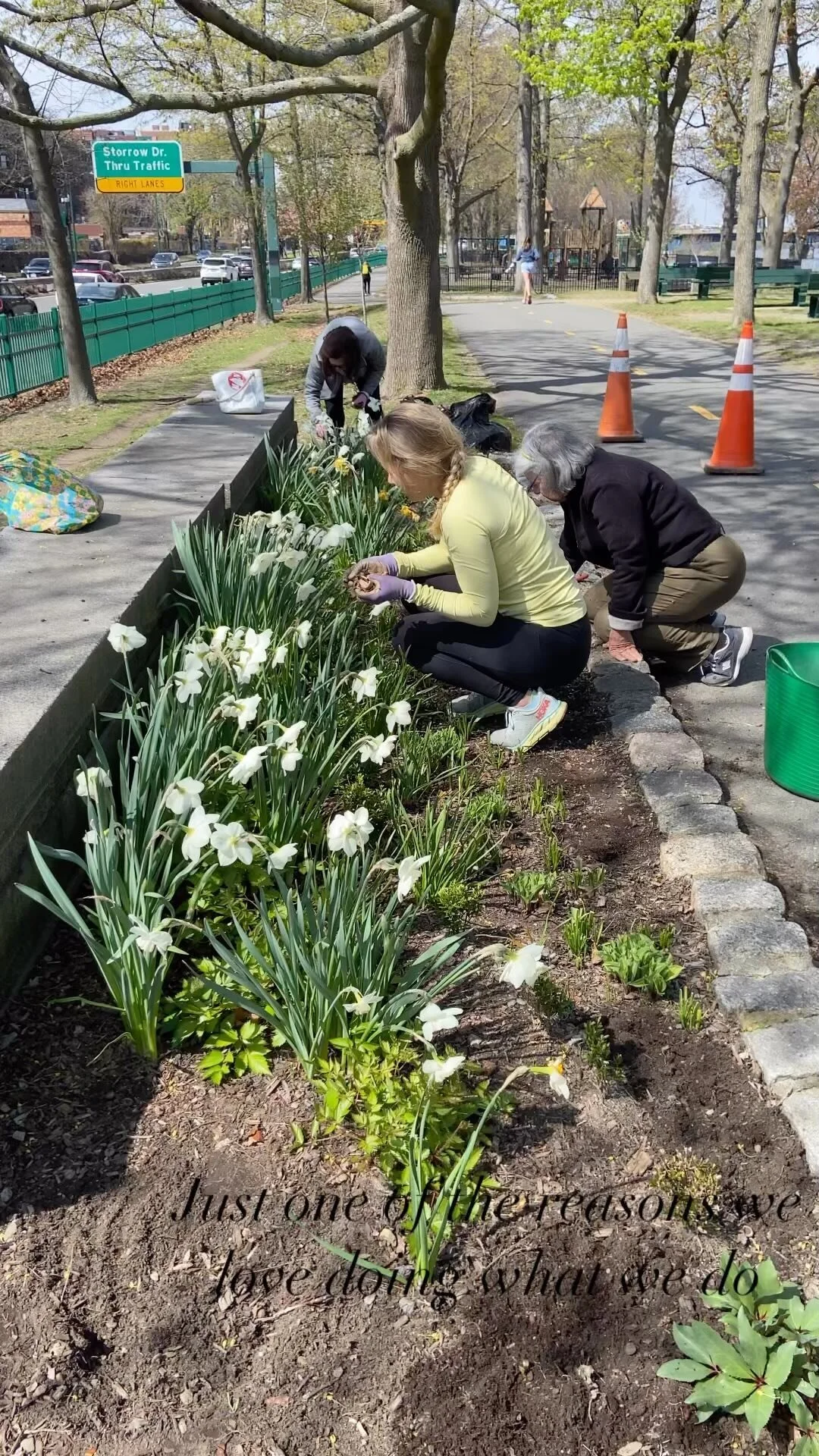 It’s always a thrill when people passing by acknowledge our work, thank you!
The weather finally did in the two mountain laurel in the Esplanade garden, so we’re going to try adding leucothoe in their place. Soon we’ll add some ann