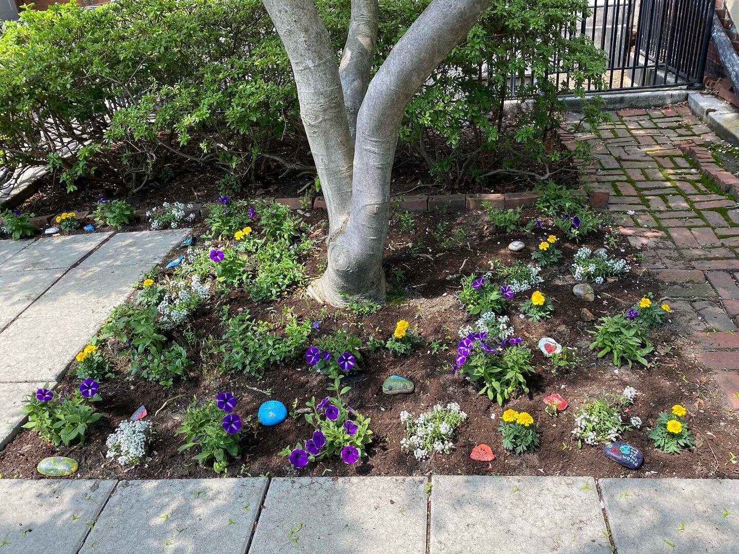 Our little elves were busy at the Learning Project yesterday&hellip; 🌸😍

Thank you @annie.hollingsworth and @pmq392018!

📸: @annie.hollingsworth

.
.
.
.
.
.
.
#gardenclubbackbay #gardening #gardeninglife #frontgarden #beautification #greening #sp