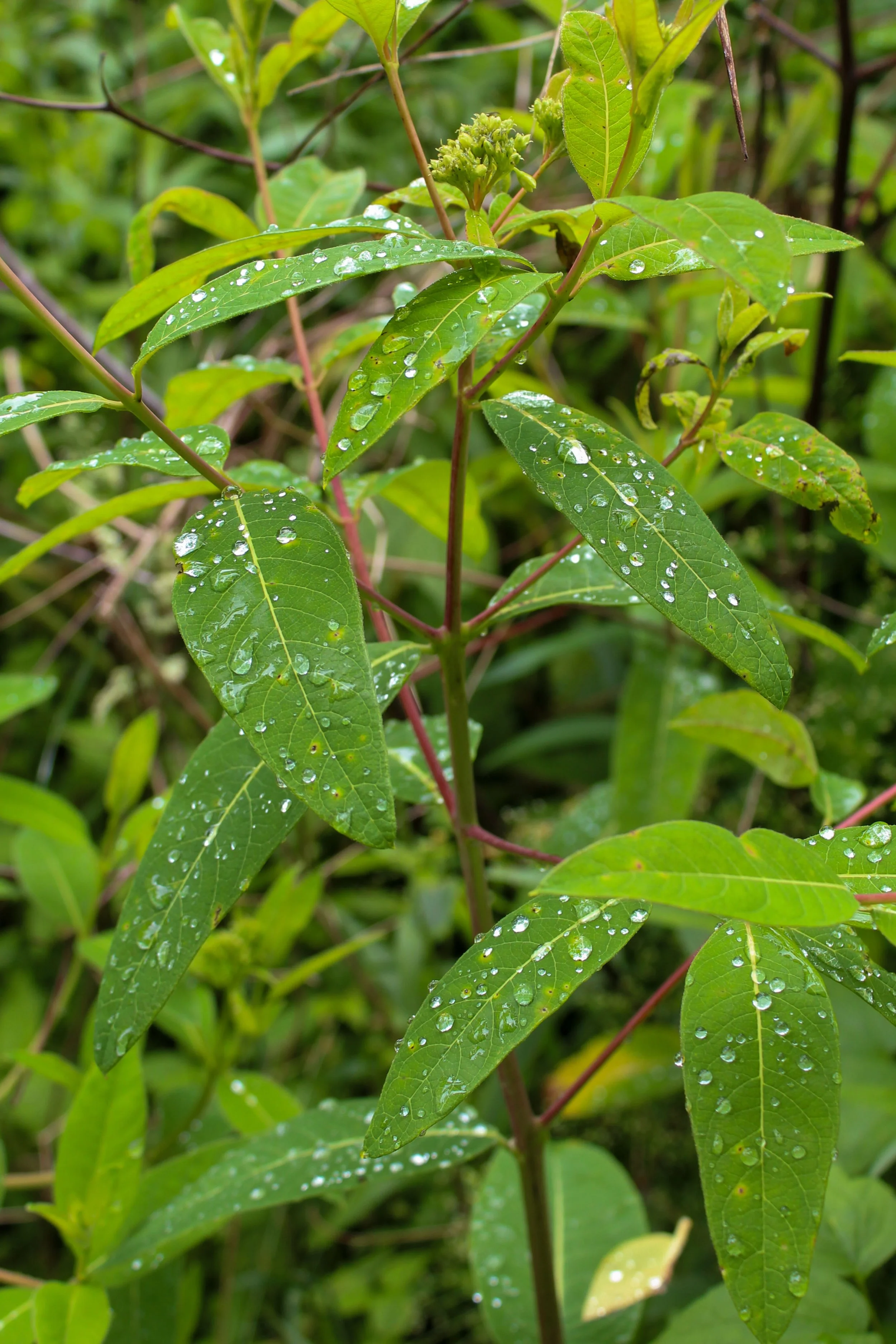 IMG_9880.jpg