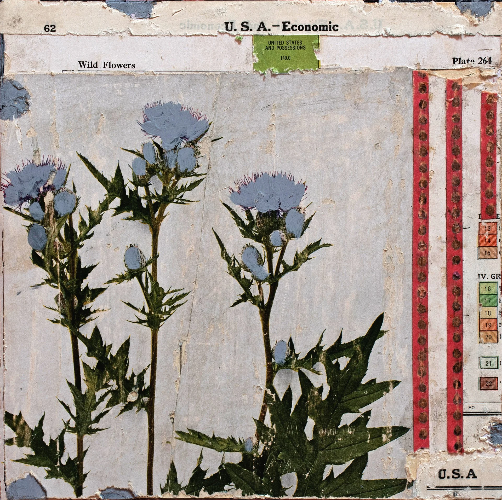 Wild Flowers USA Economy, Plat 264