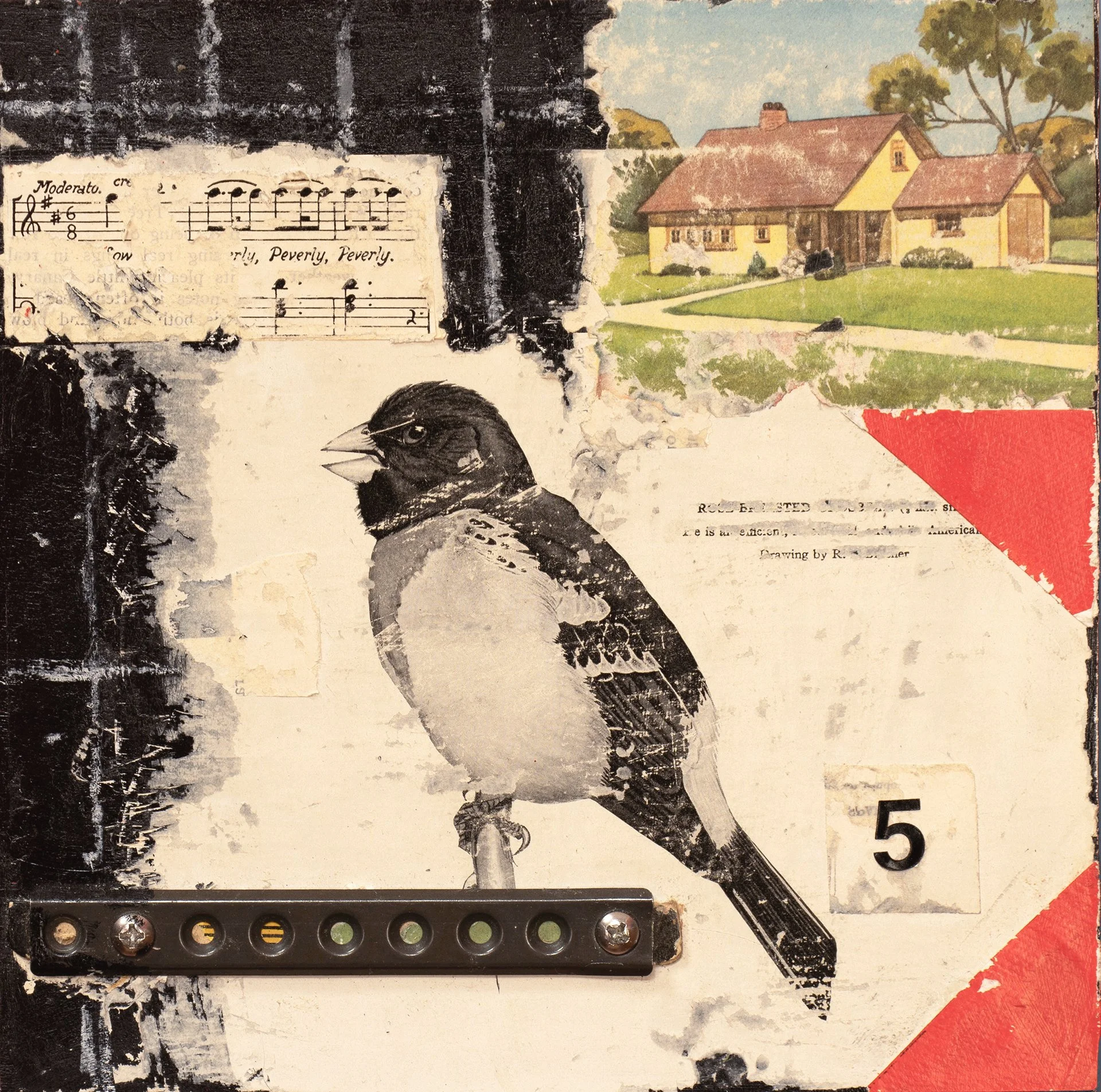 Elements of a Bird.jpg