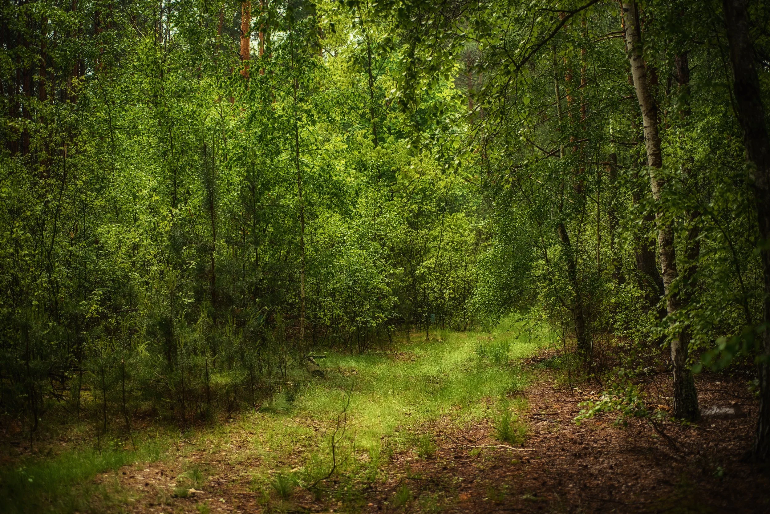 Defending Atlanta's Weelaunee Forest