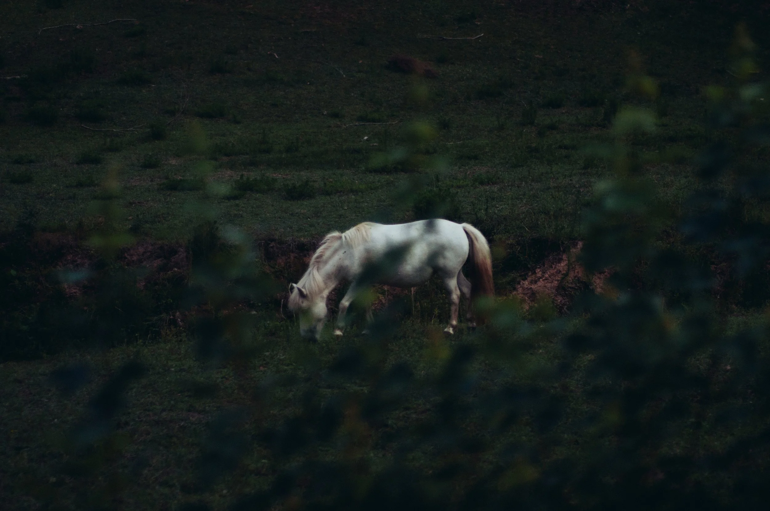Night Drive-4.jpg