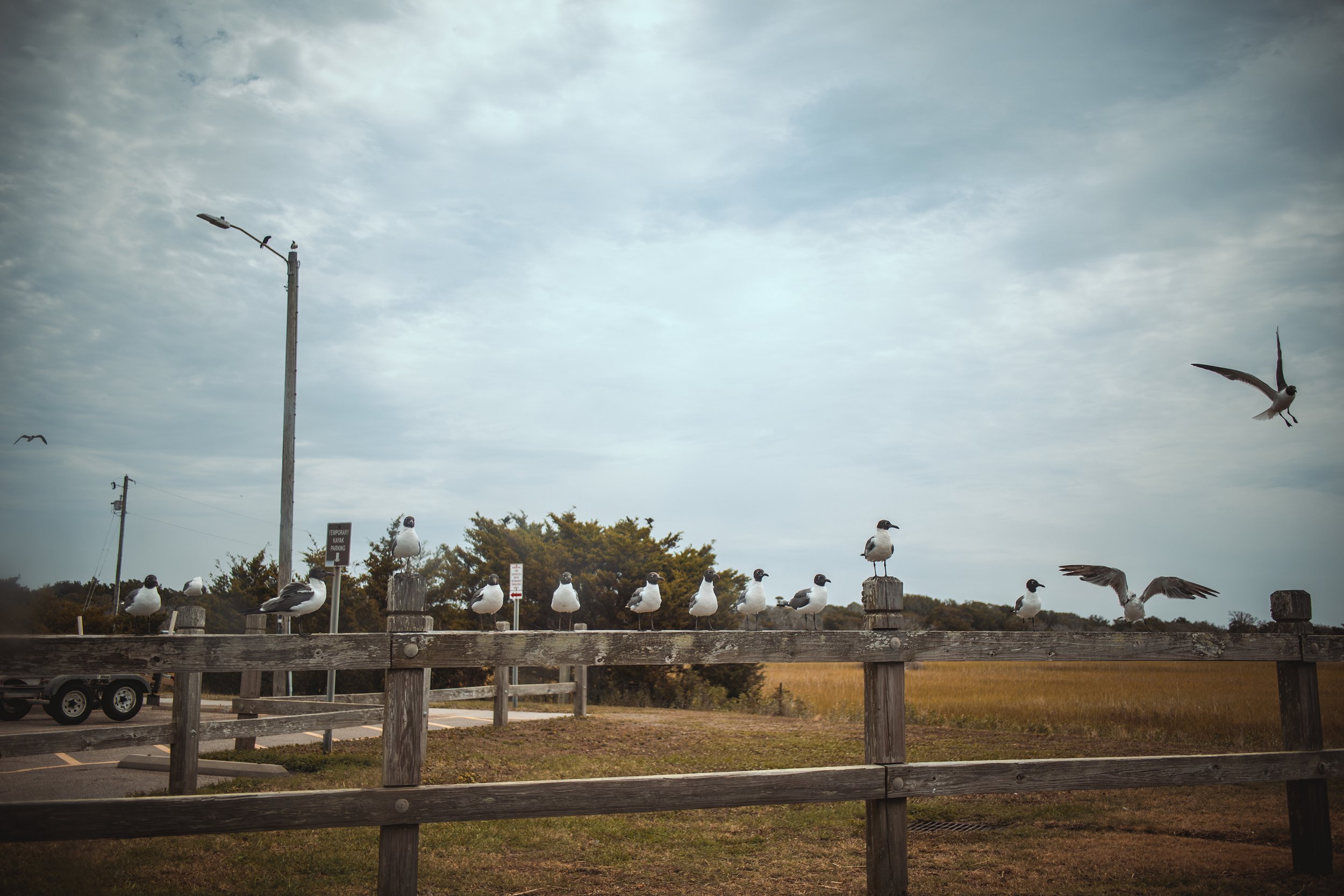 carolina beach -10.jpg