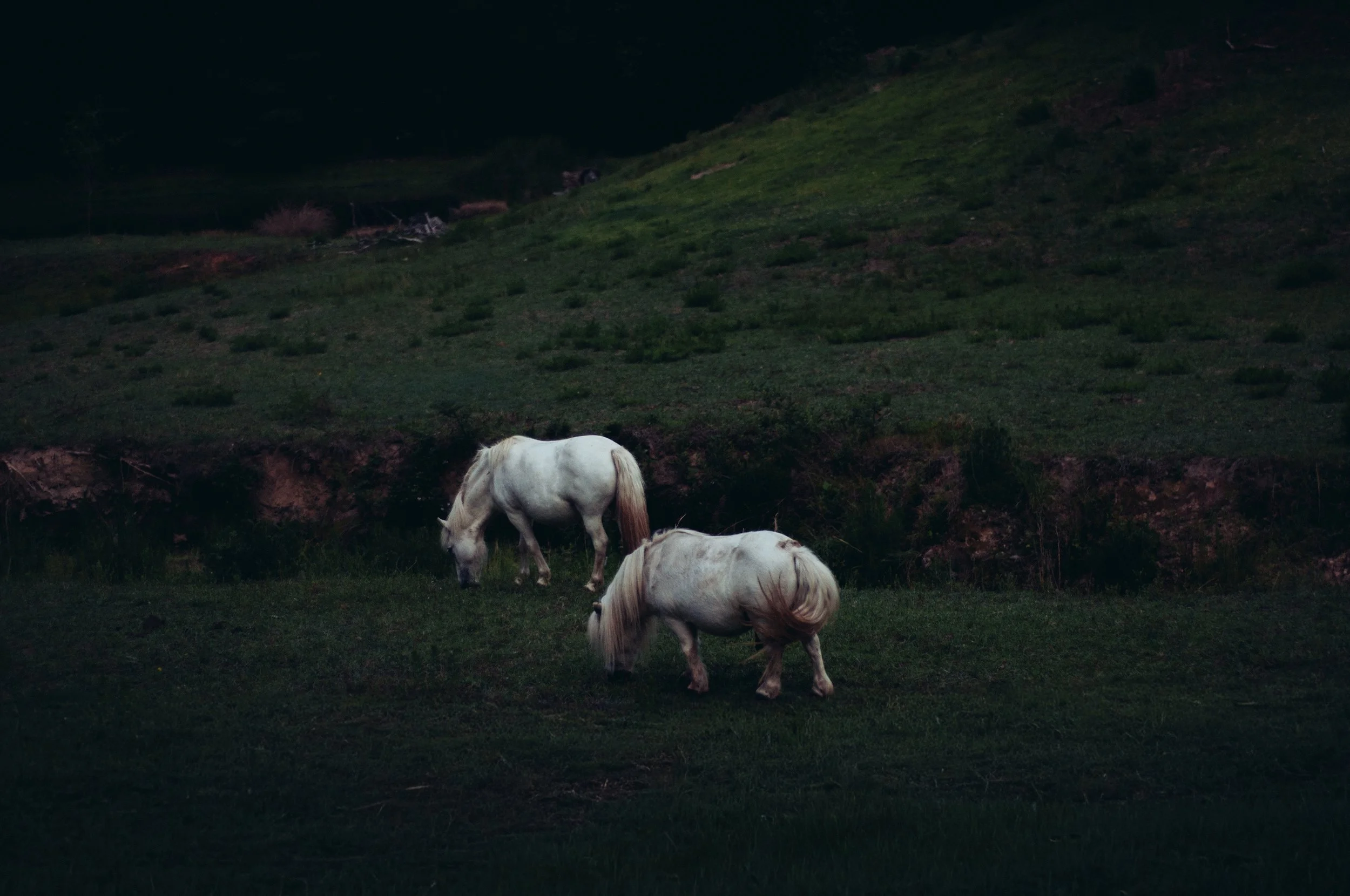 Night Drive-3.jpg