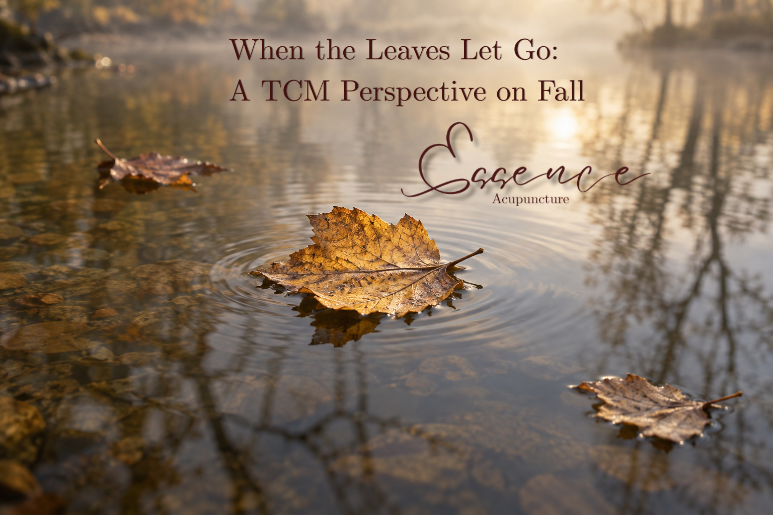 When the Leaves Let Go: A TCM Perspective on Fall