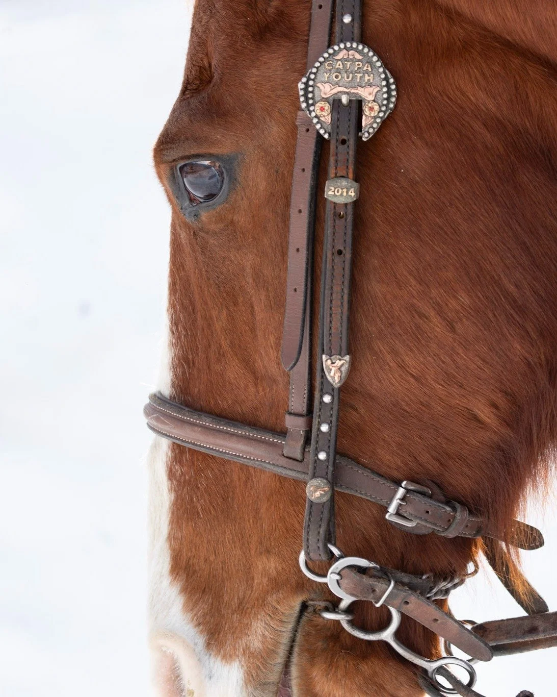 Game Face activated. 😤

Who are you putting your 💰 on this year?

📷  @bozefoto 

#bigskyskijoring #skijoring #bestinthewestshowdown #bigskylife #visitbigsky