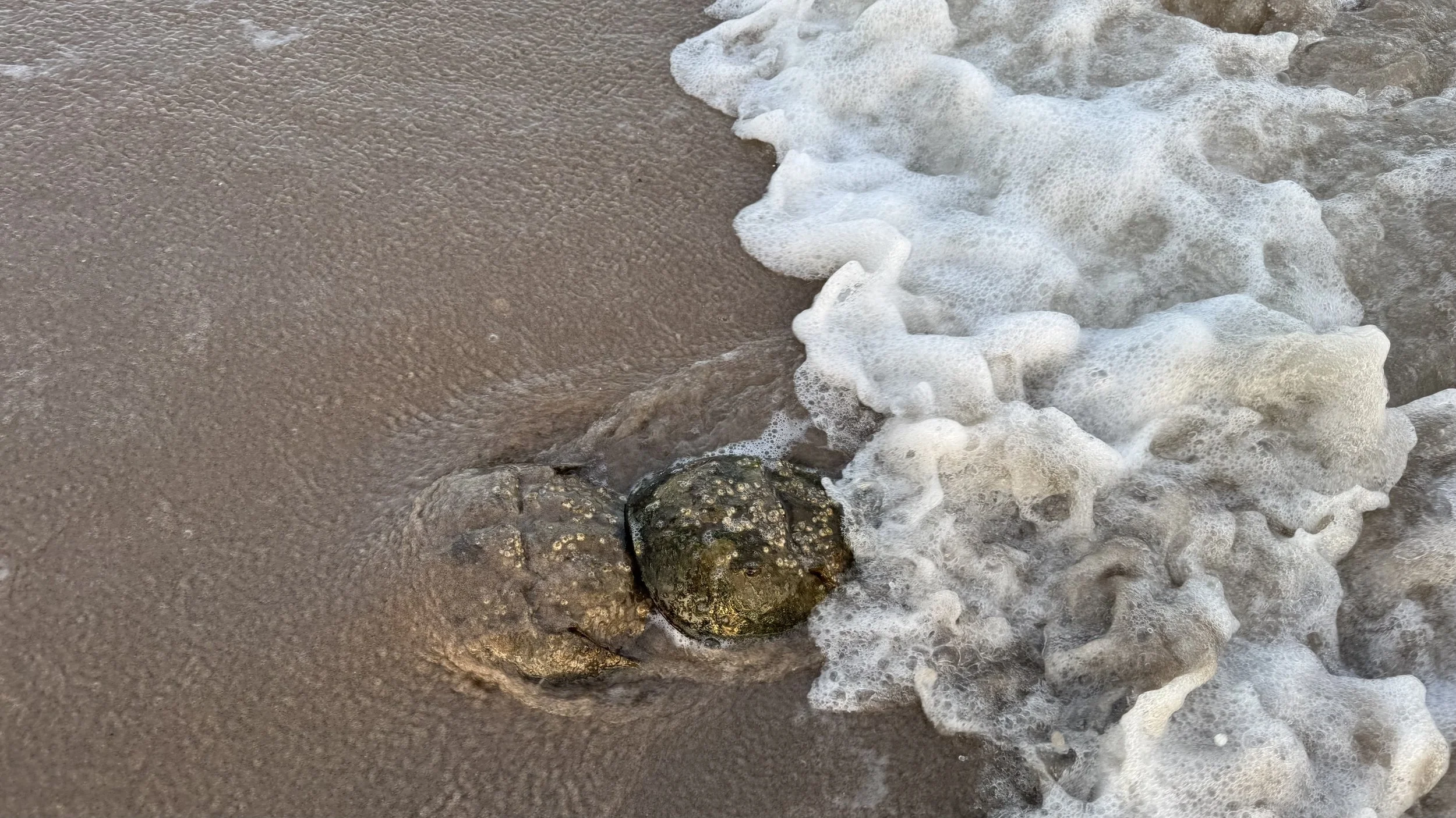 Photo by Angie Corthals at Plumb Beach East, 2026