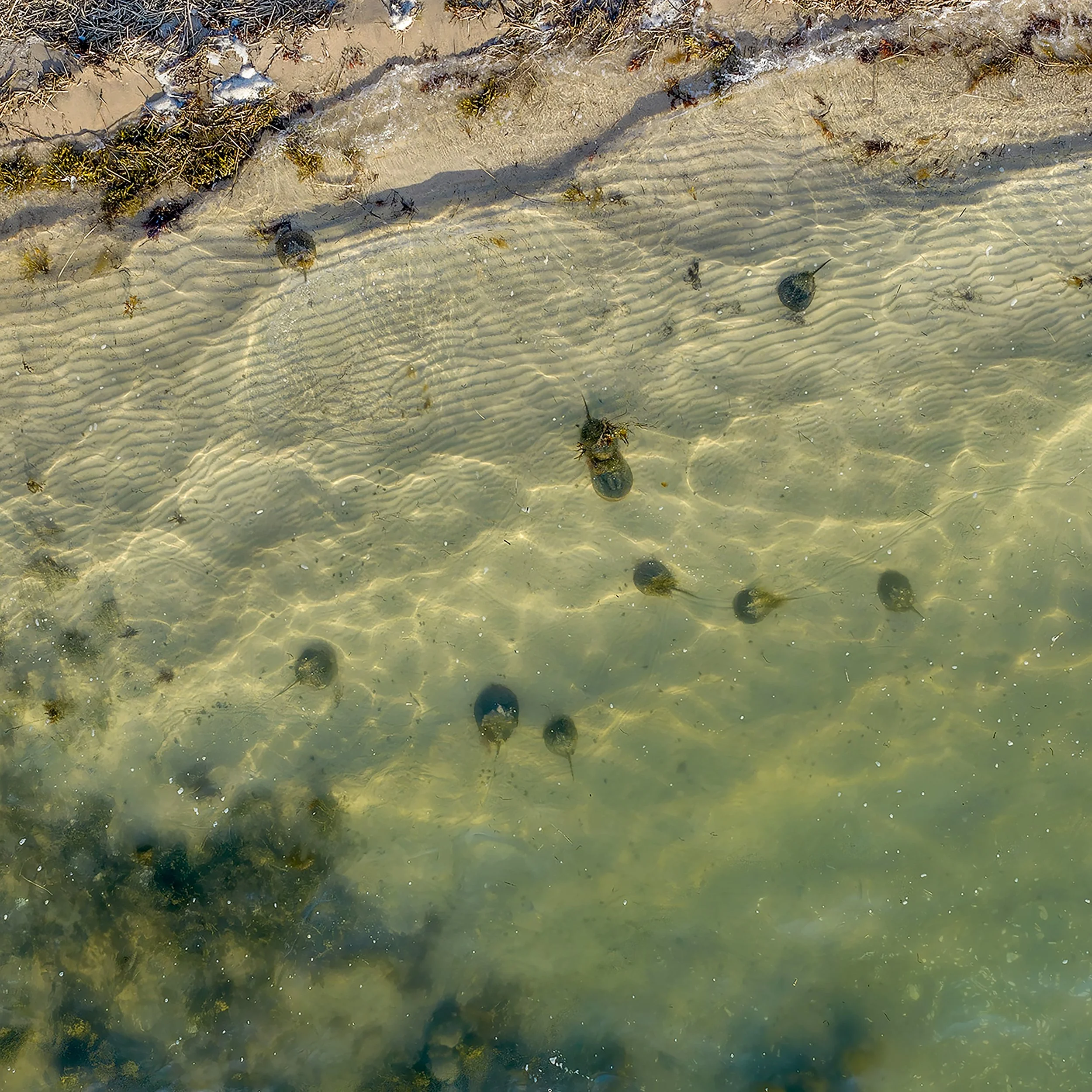 Photo by Anna Soccorsi, Gaia Aerial Imagery, Meadow Lane, 2026