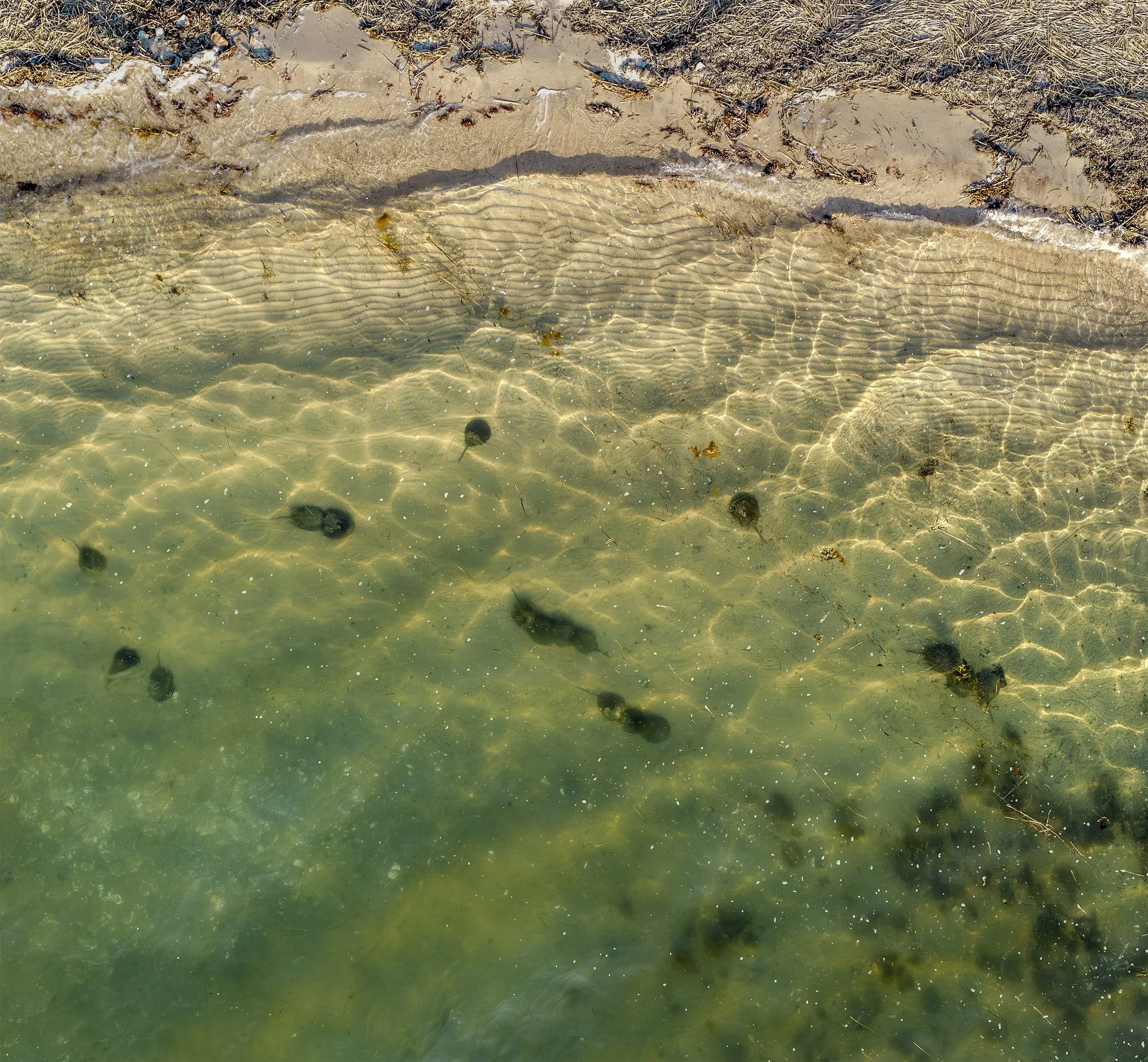 Photo by Anna Soccorsi, Gaia Aerial Imagery, Meadow Lane, 2026