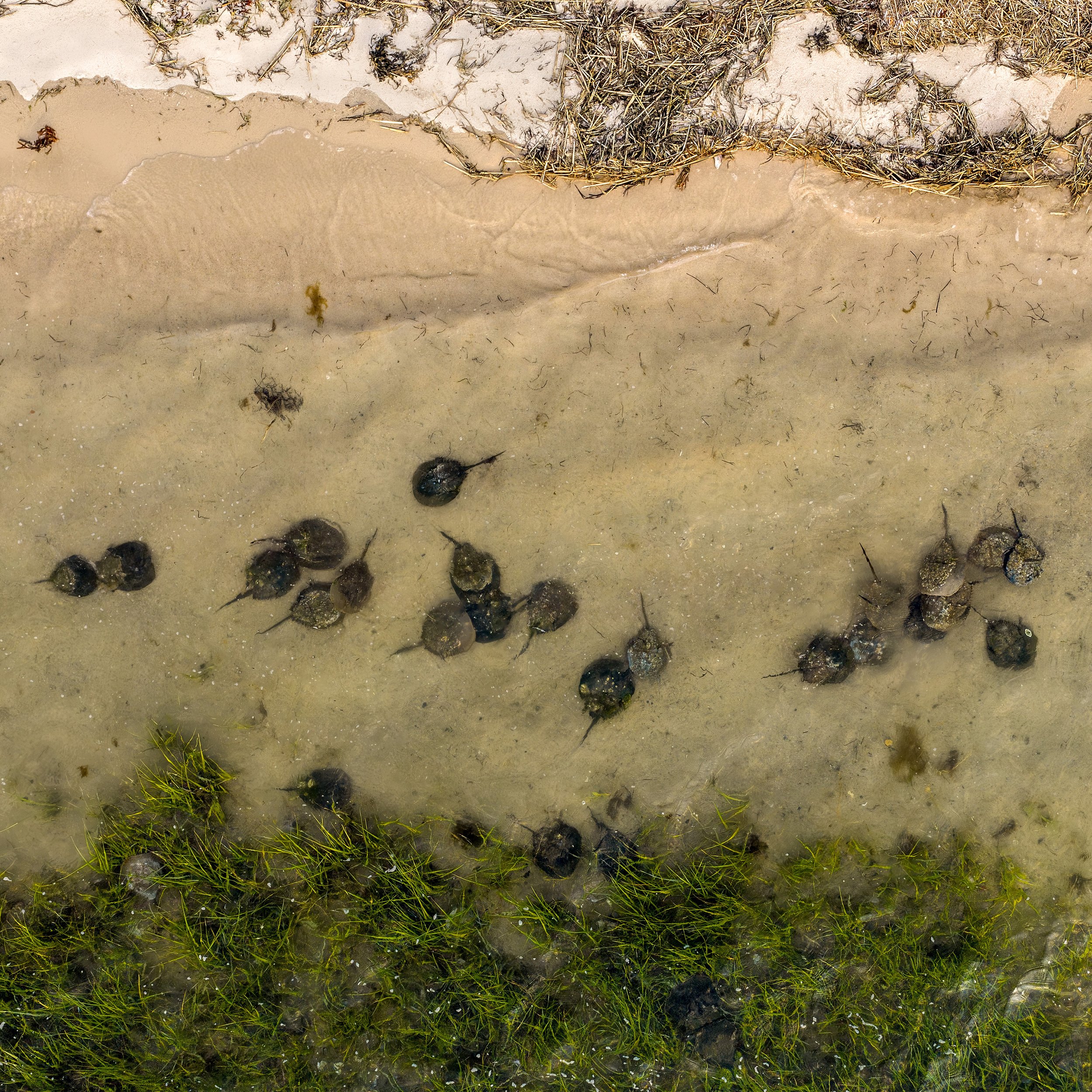 Photo by Anna Soccorsi, Gaia Aerial Imagery, Meadow Lane, 2026