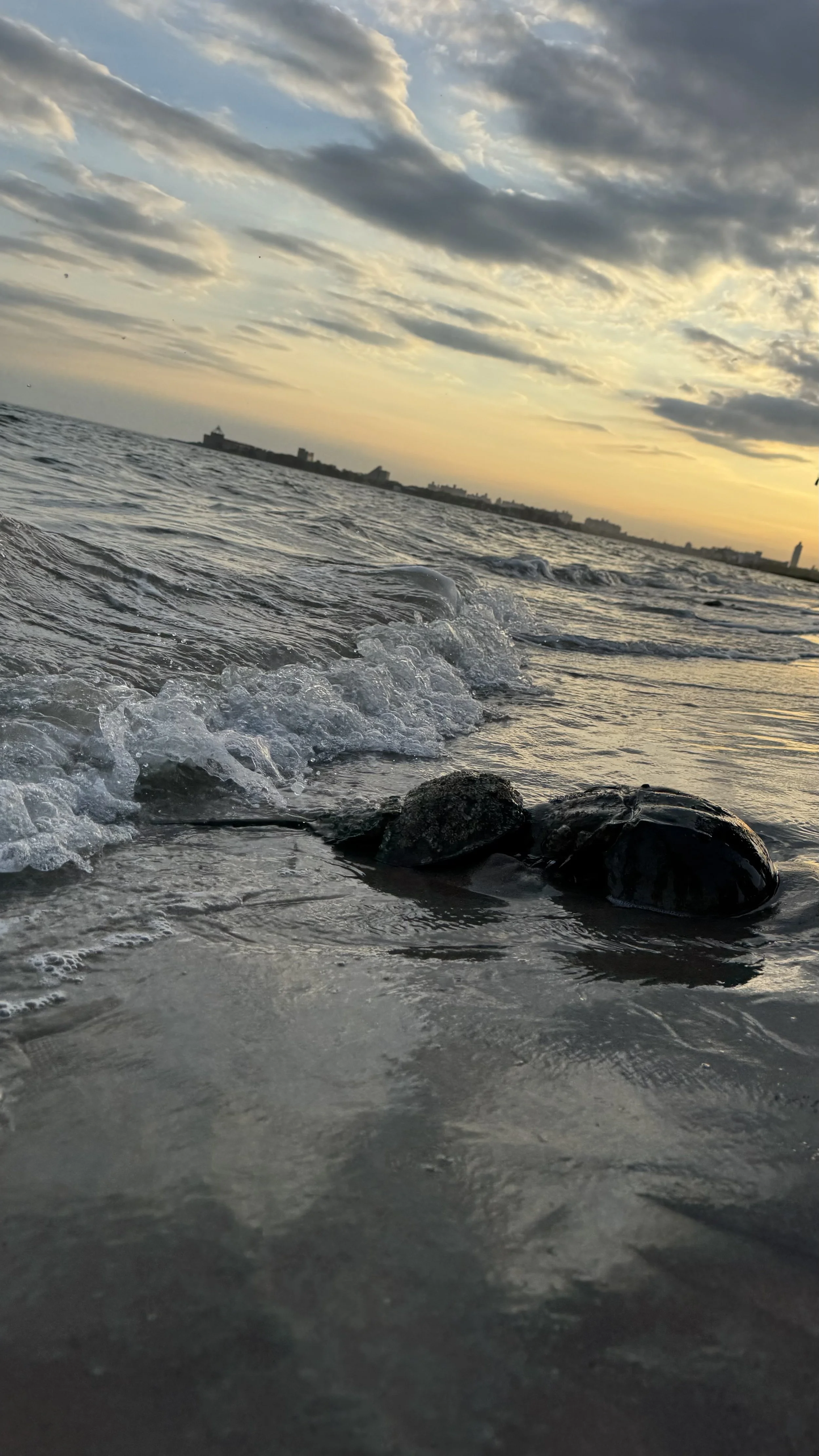 Photo by Angie Corthals at Plumb Beach East, 2026