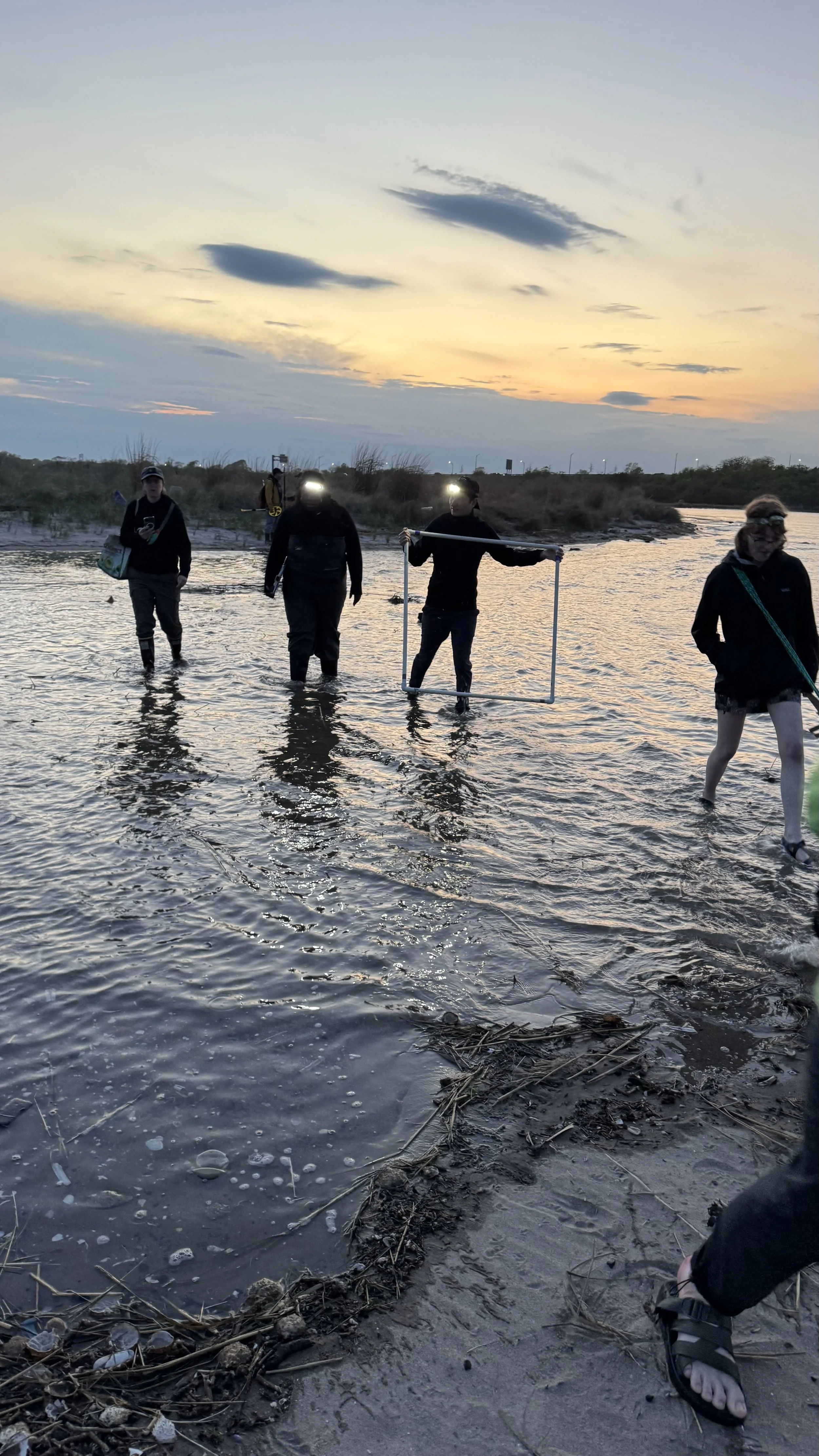 Photo by Angie Corthals at Plumb Beach East, 2026
