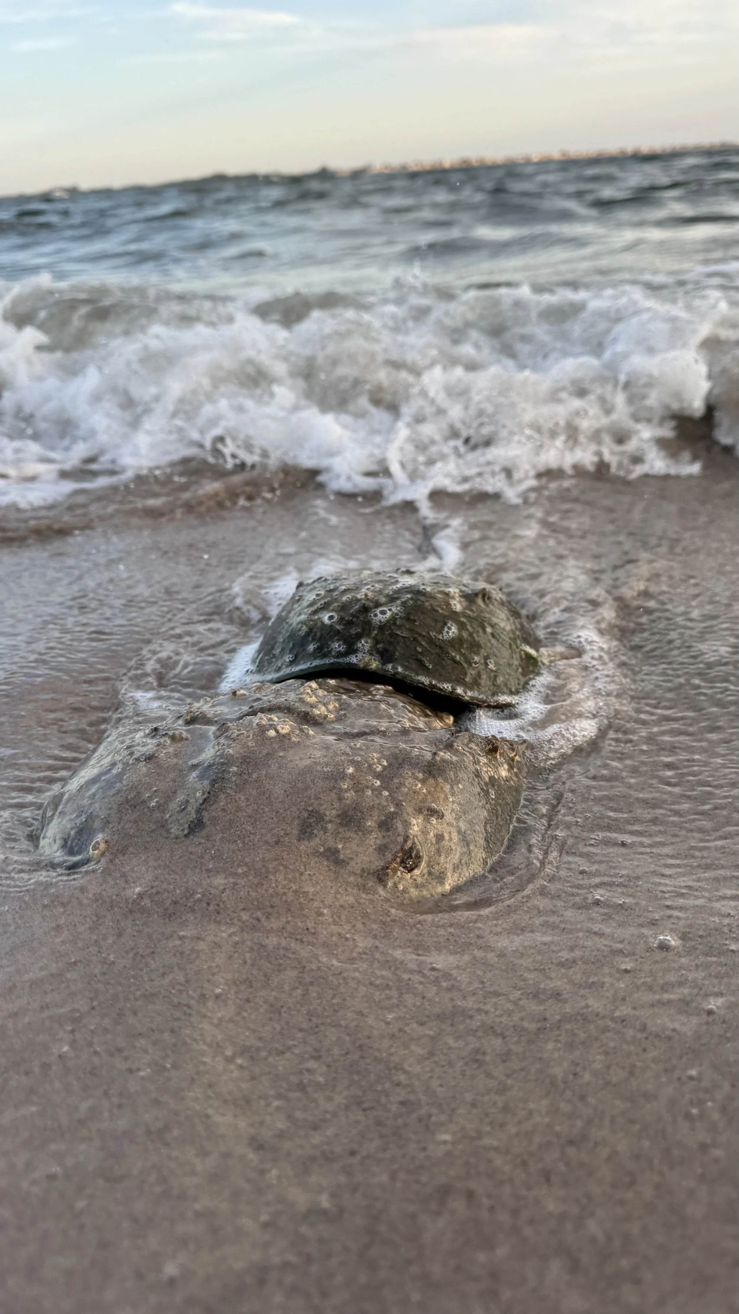 Photo by Angie Corthals at Plumb Beach East, 2026