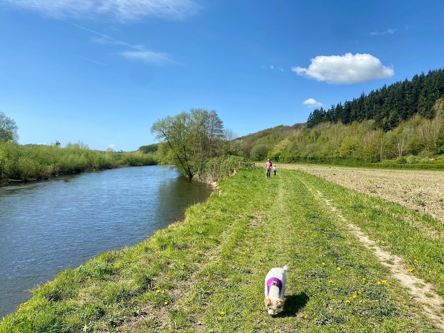 Today we walked into Hay from Seren Bach, following the Wye Valley walk. It is about 3 miles and all flat except for a slight hill as you approach Hay and should take around 40-60 minutes (it took us 1hr 40mins as the boys were being slow coaches!)
S