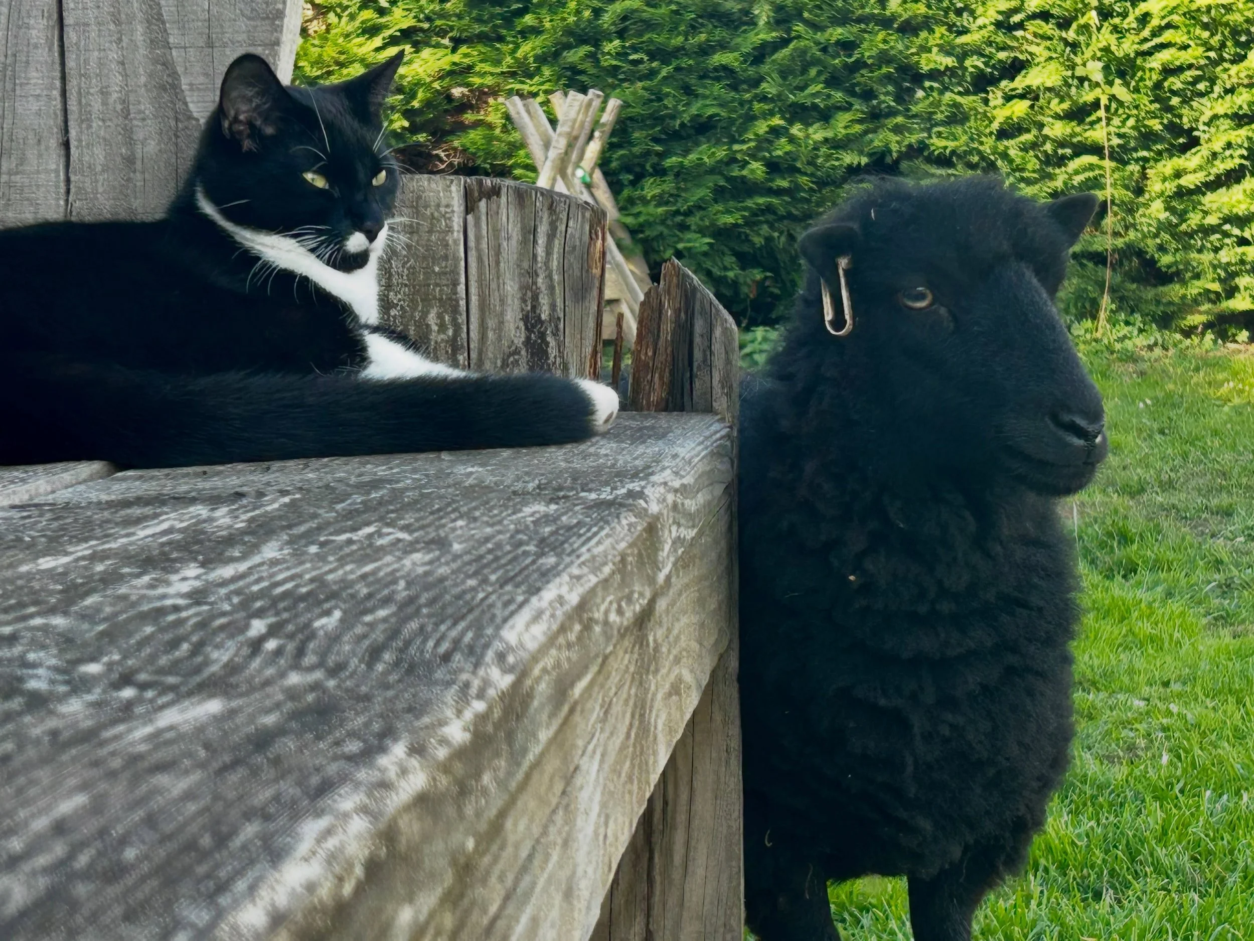 We counted that we have around 39 pets in our household!