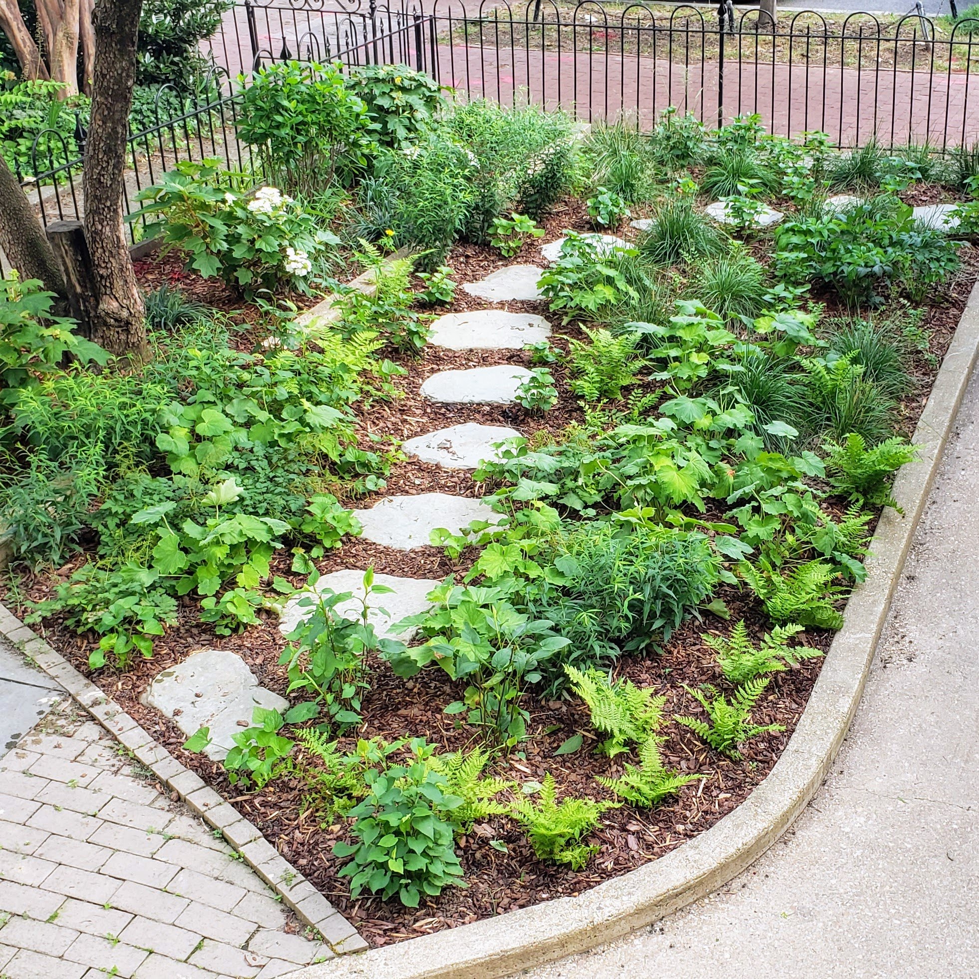 After (two weeks after installation). Native shrubs and perennials will provide year-round variations in color and texture.