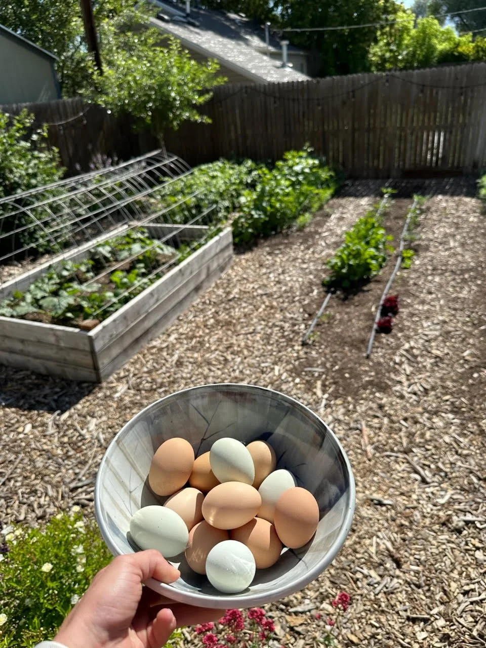 Michaela's eggs.jpeg