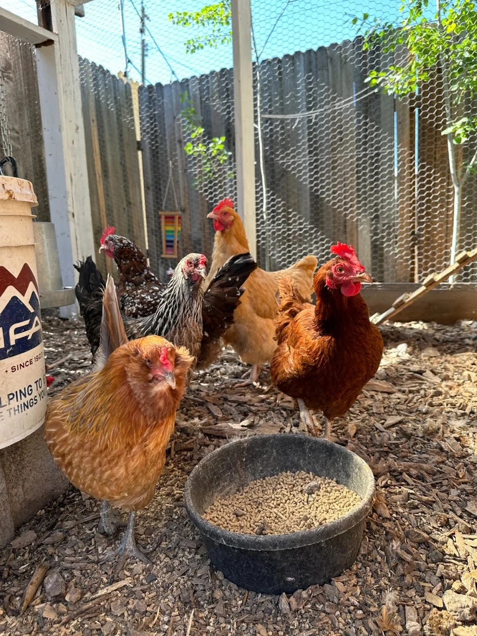 Michaela's hens.jpeg