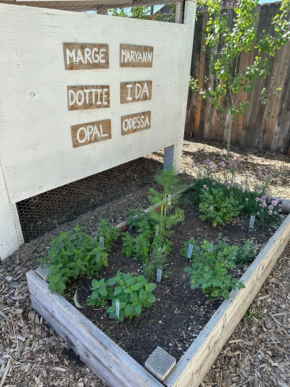 MIchaela's herbs.jpeg