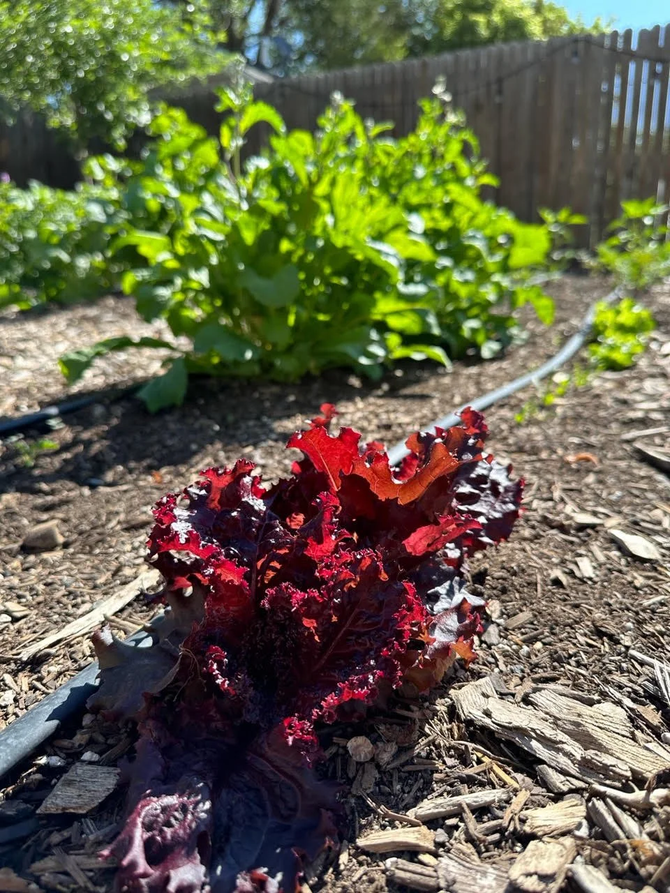 Michaela's lettuce .jpeg