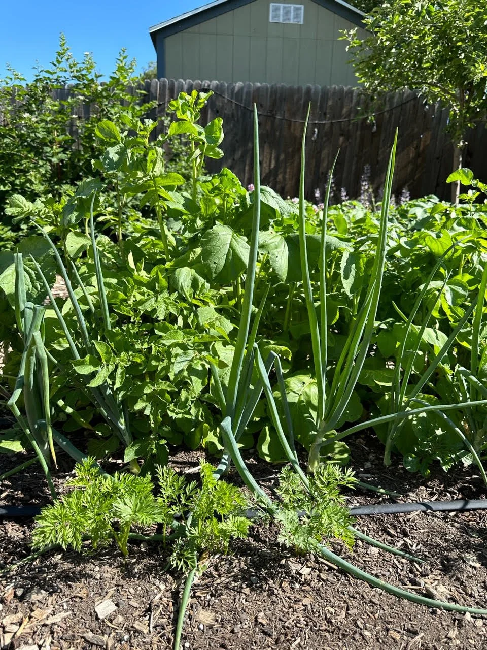 Michaela's Potaotes.jpeg