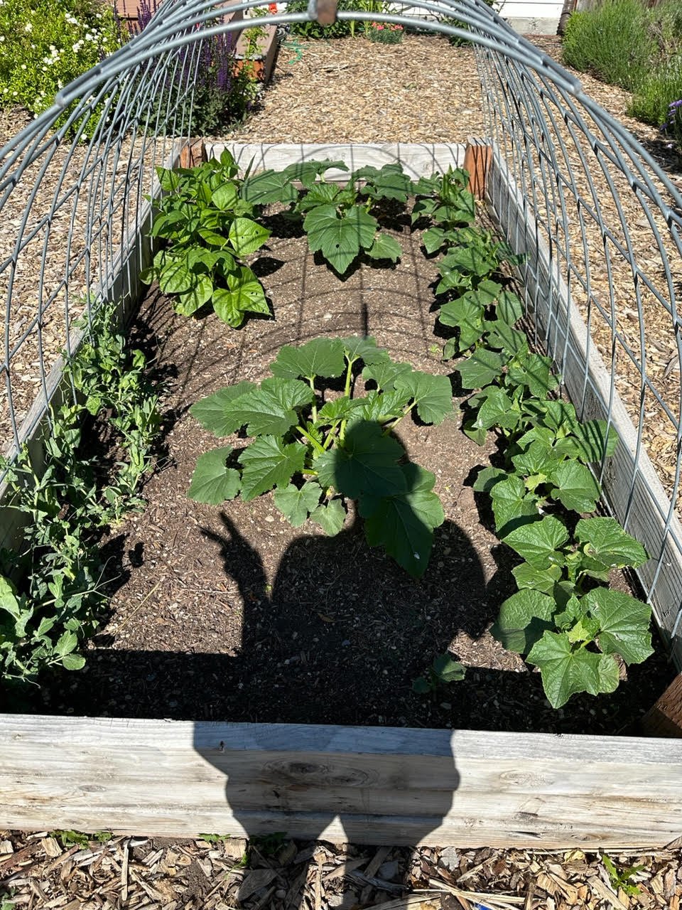 MIchaela's squash.jpeg