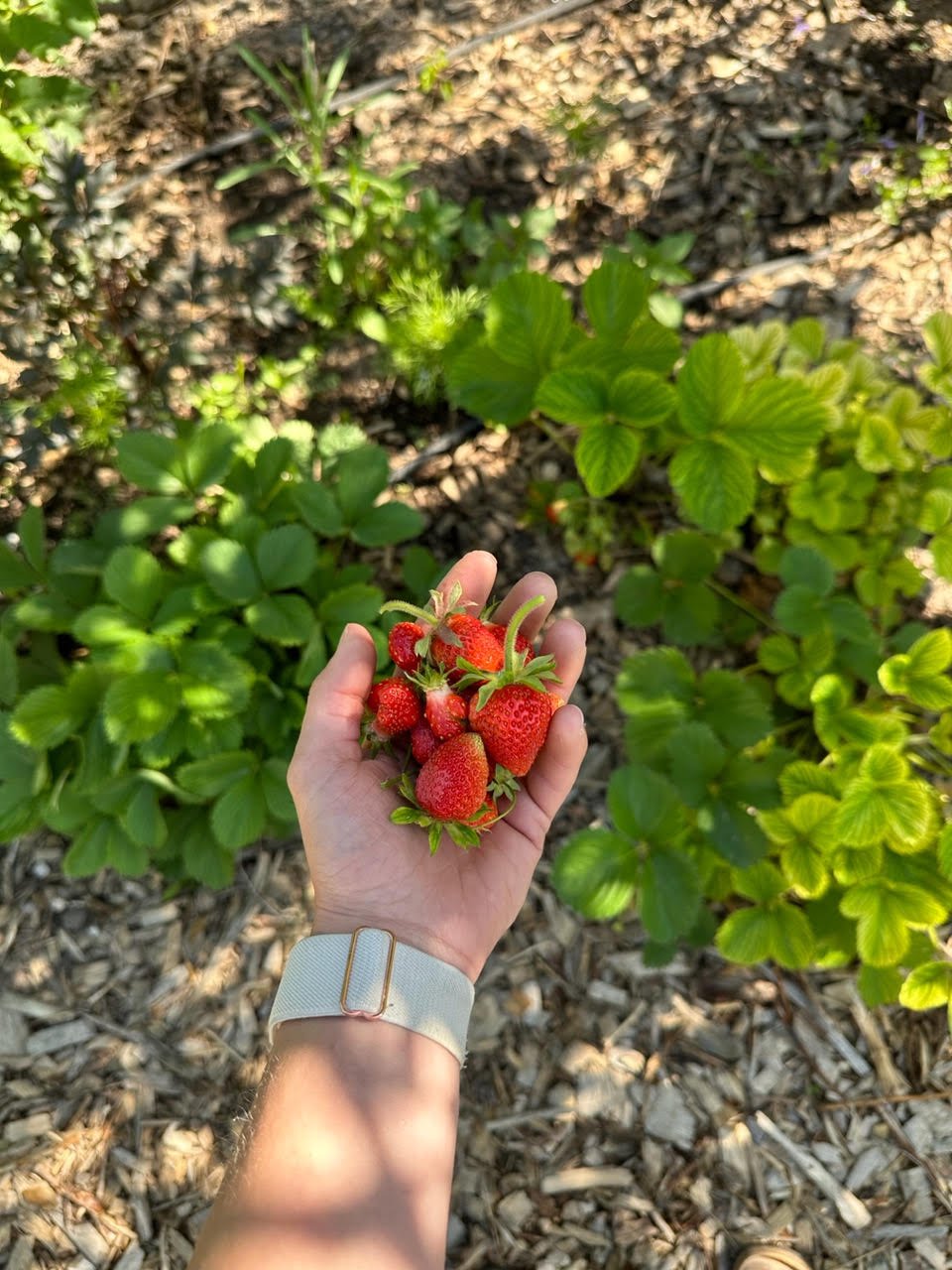 Michaela's straberries.jpeg