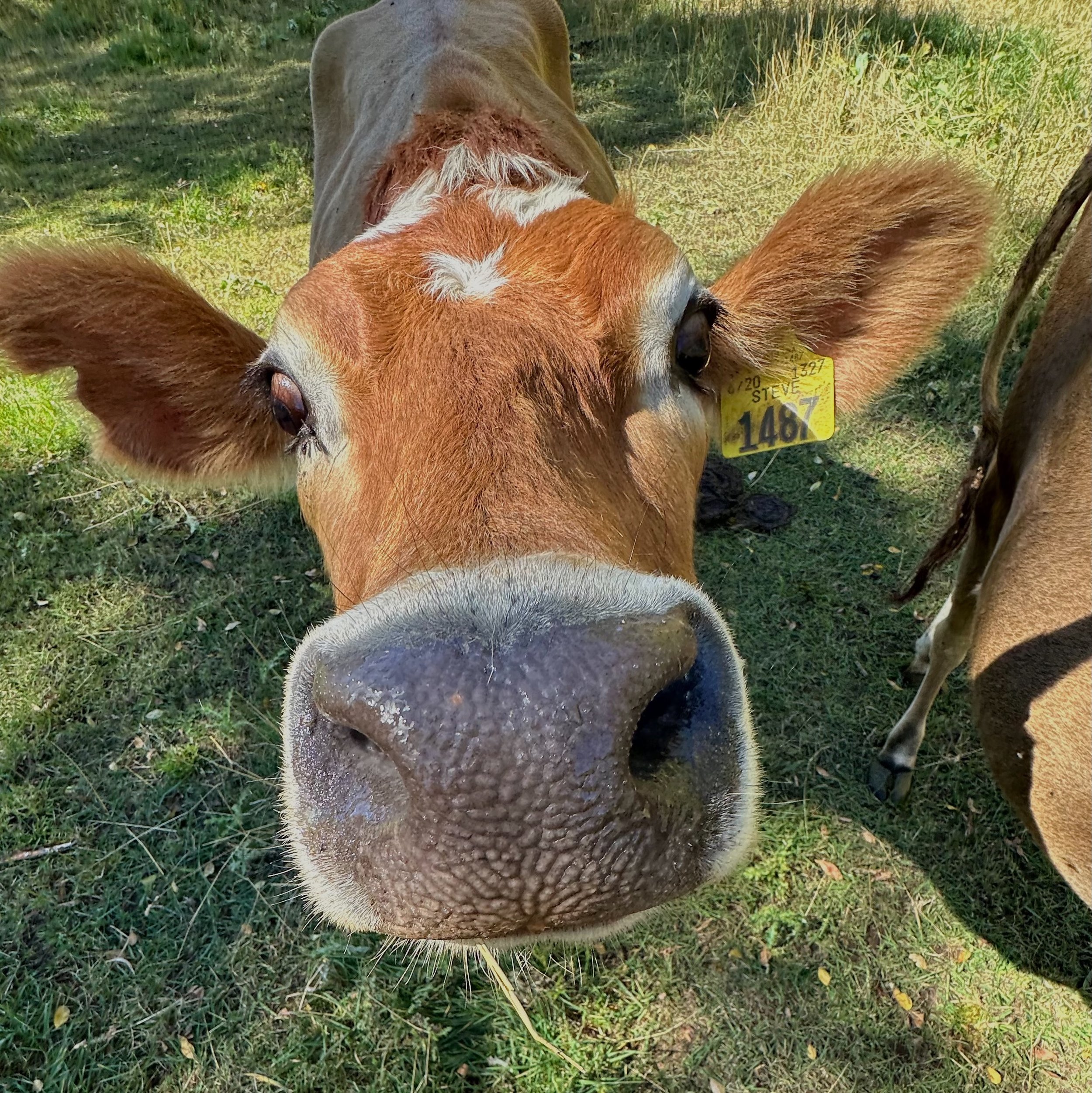 FullSizeRender_VSCO 7.JPG