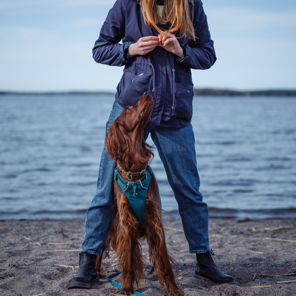 Dog and owner photographed by the waterfront in Sweden